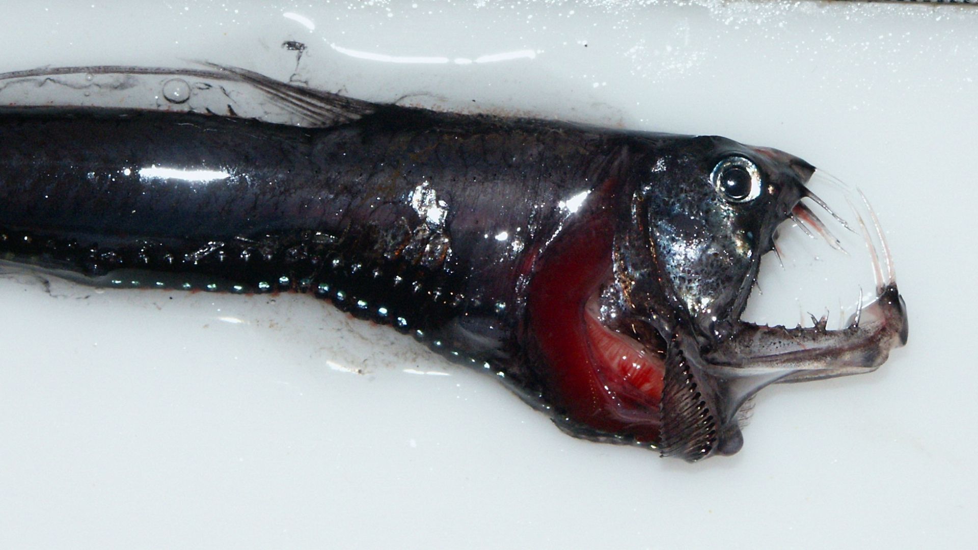 File:Head of a pacific Viperfish 4037.jpg