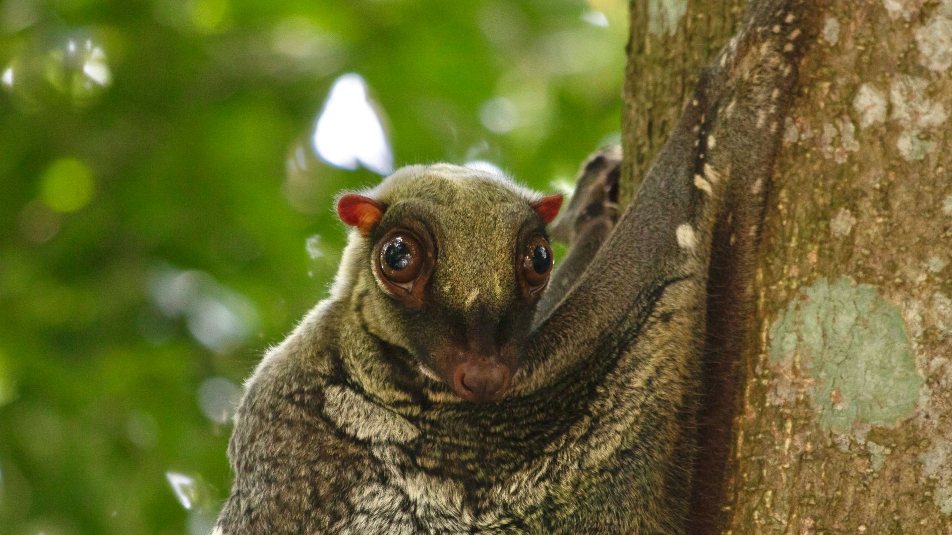 a close up of a small animal on a tree