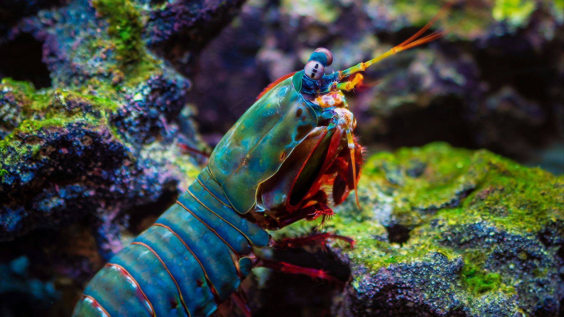 a blue and red shrimp in an aquarium