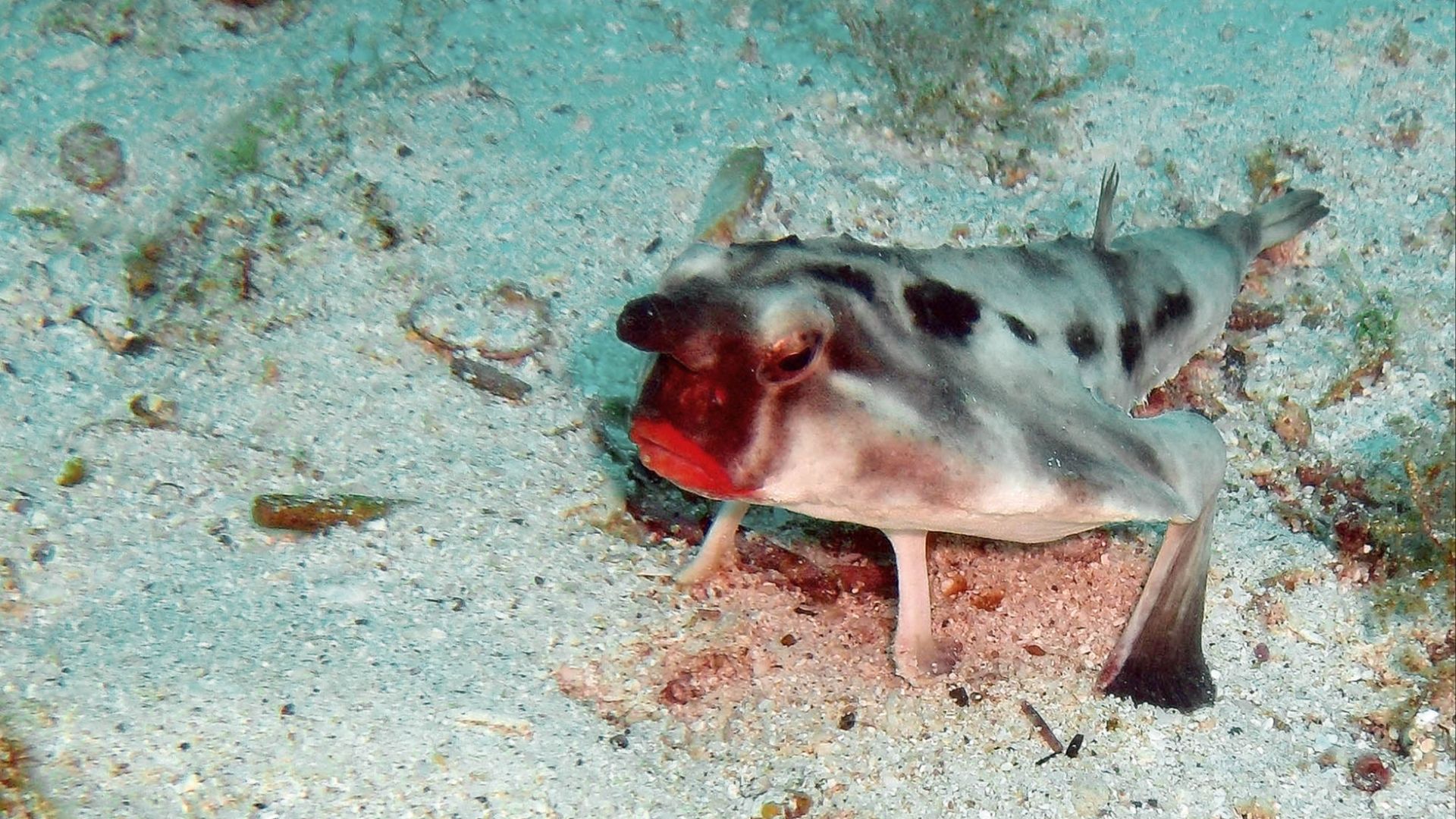 File:Red-lipped Bat fish.jpg