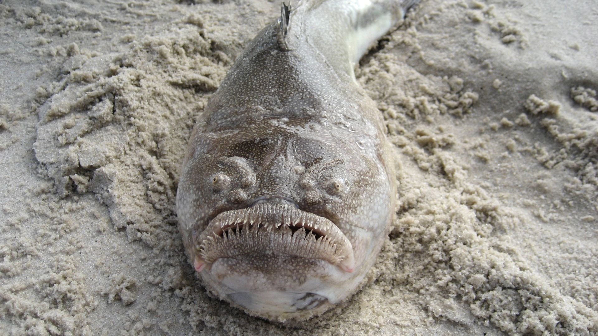 File:Northern Stargazer.JPG