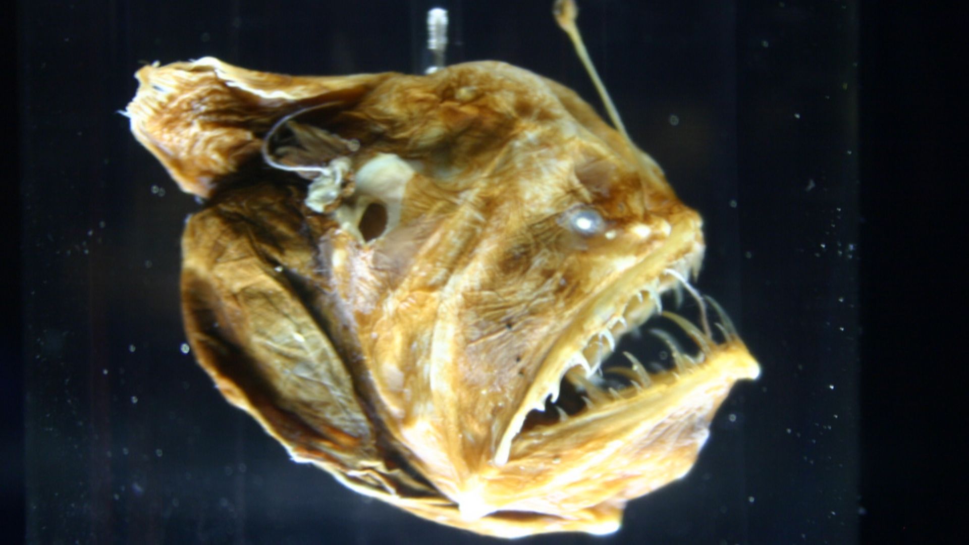 File:Melanocetus johnsonii1.jpg