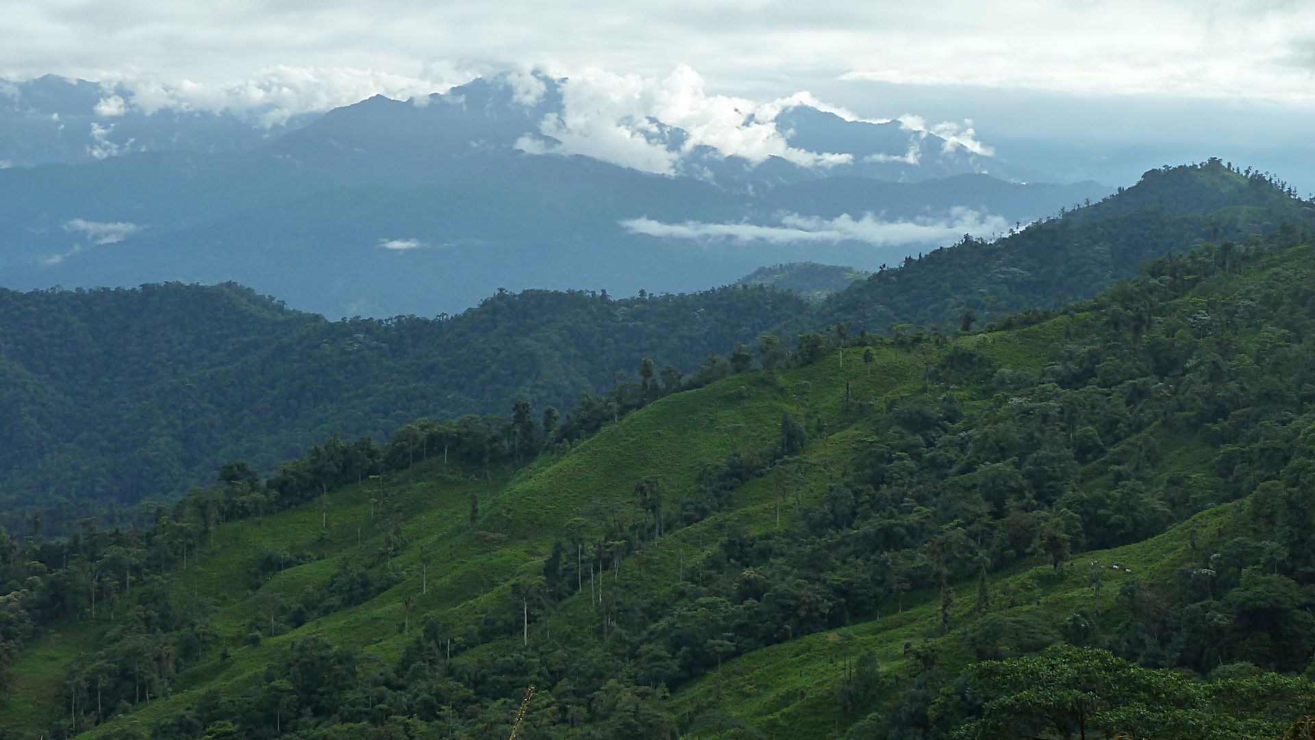 File:Mashpi 2015-06-07 (1) (39680143674).jpg