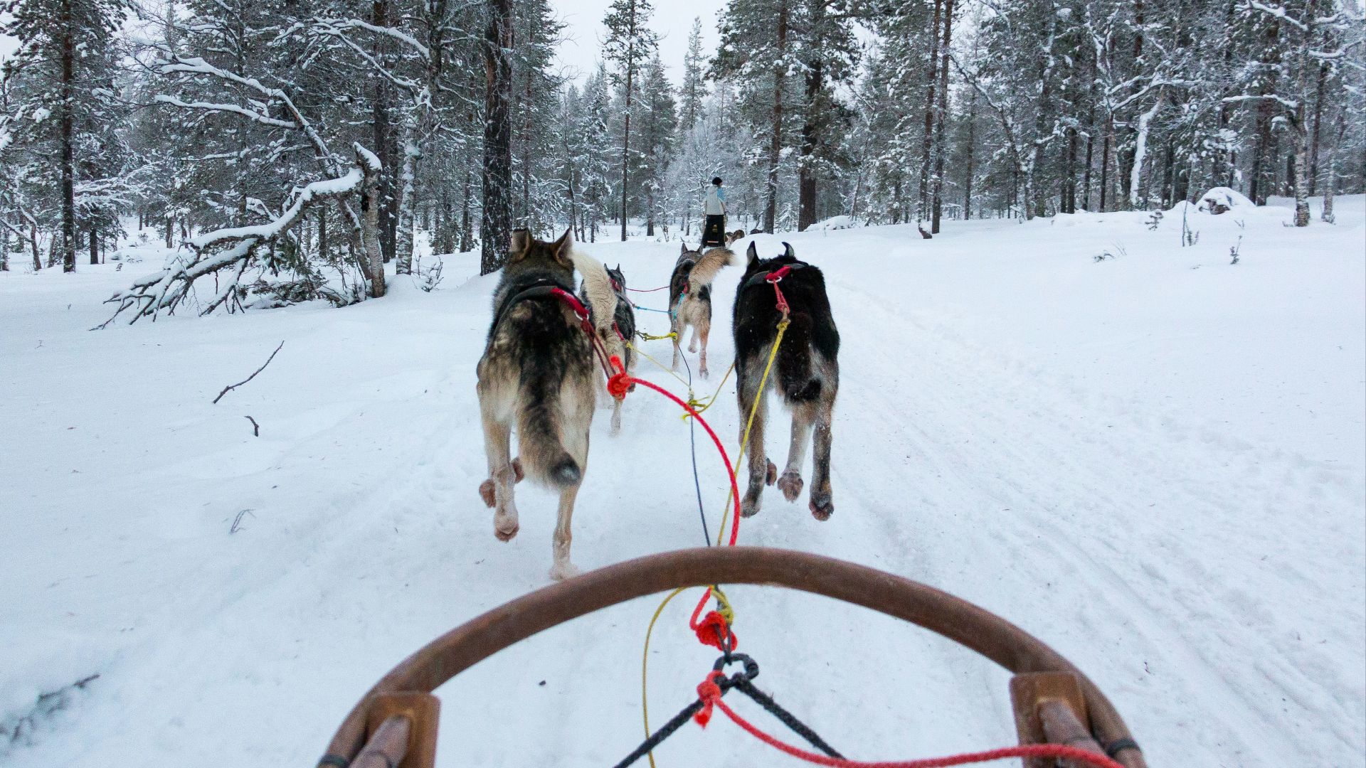 a group of horses on a snowy road
