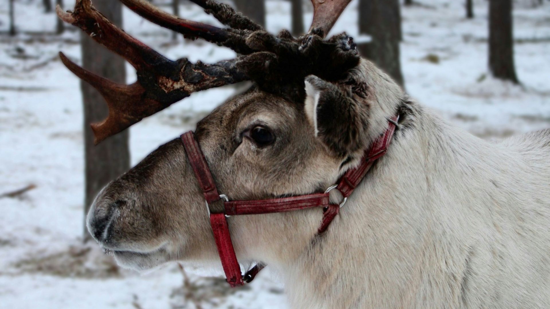 A white reindeer with antlers standing in the snow