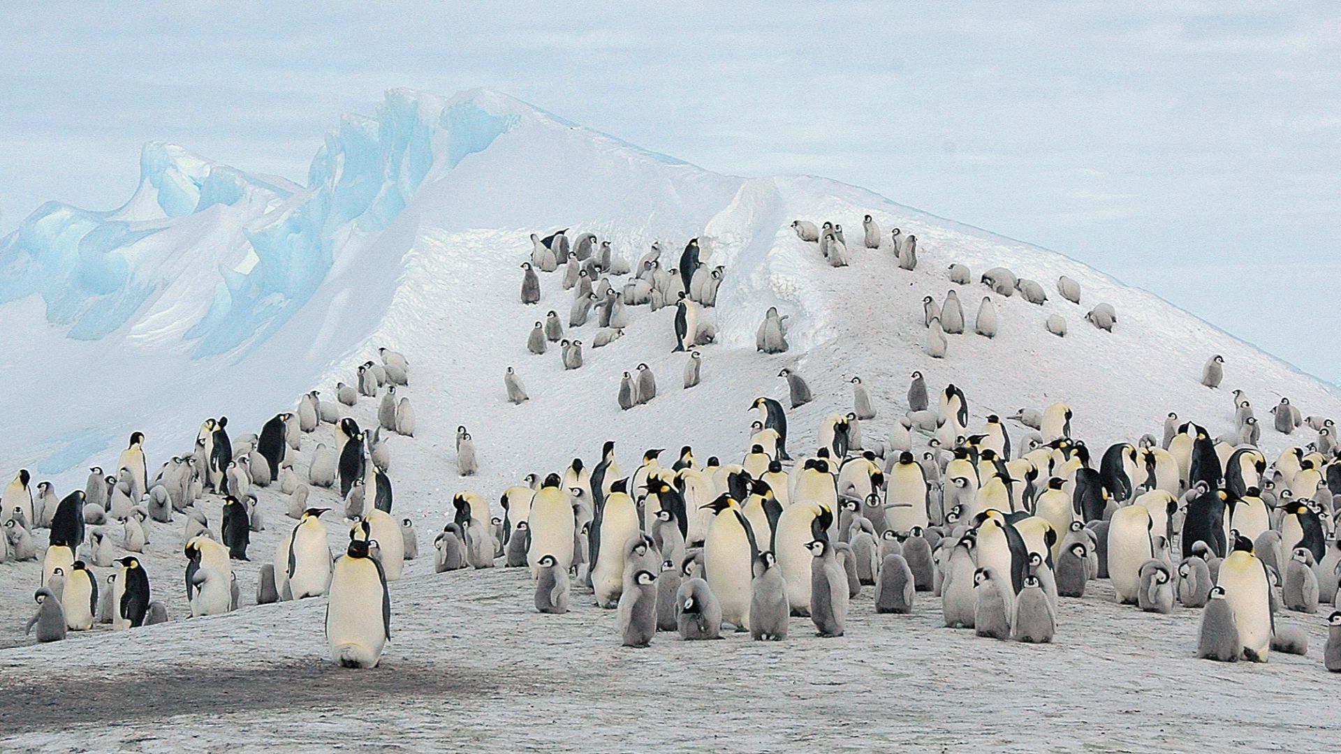 File:2007 Snow-Hill-Island Luyten-De-Hauwere-Emperor-Penguin-63.jpg