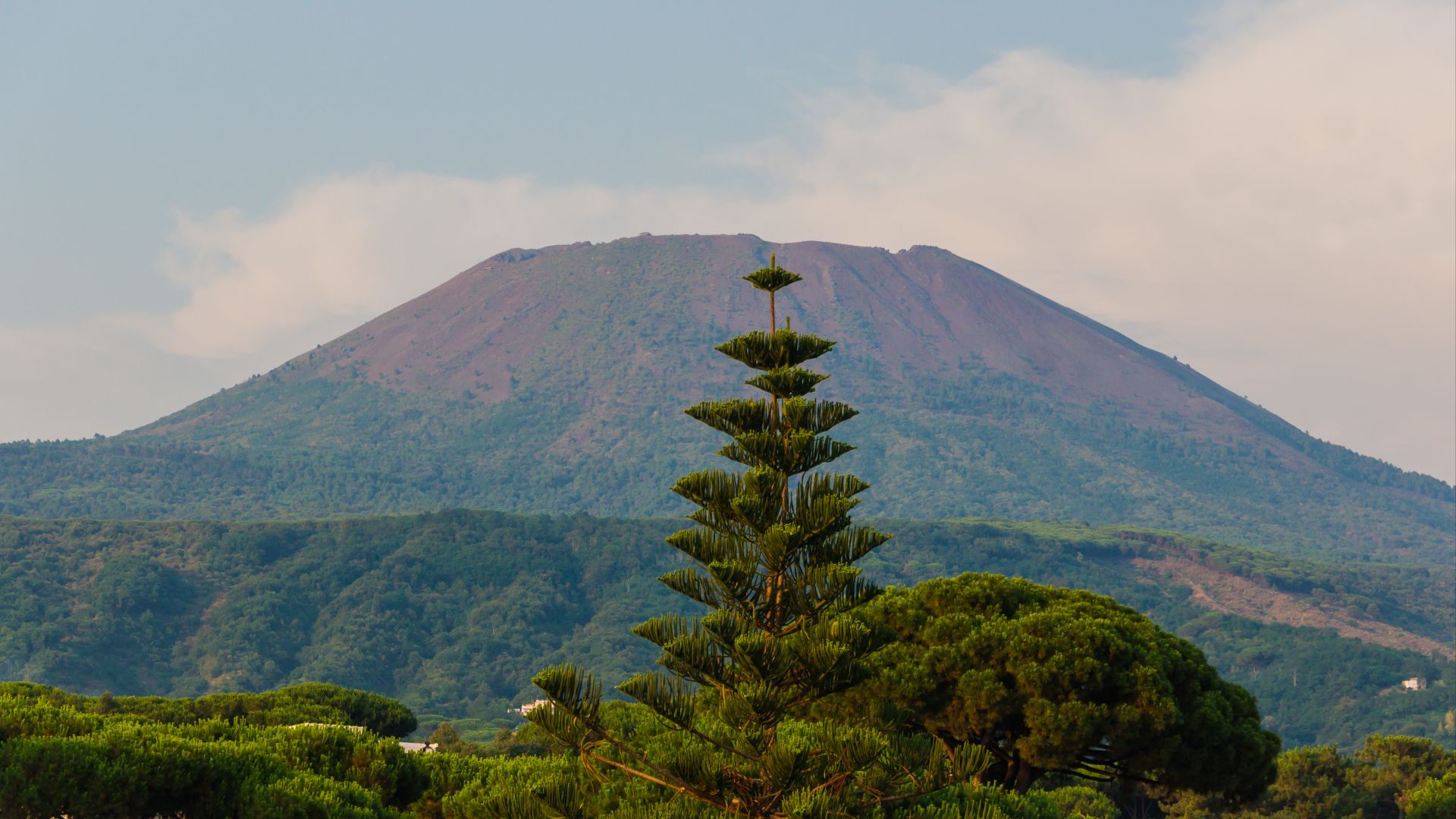 File:Mount Vesuvius Araucaria.jpg