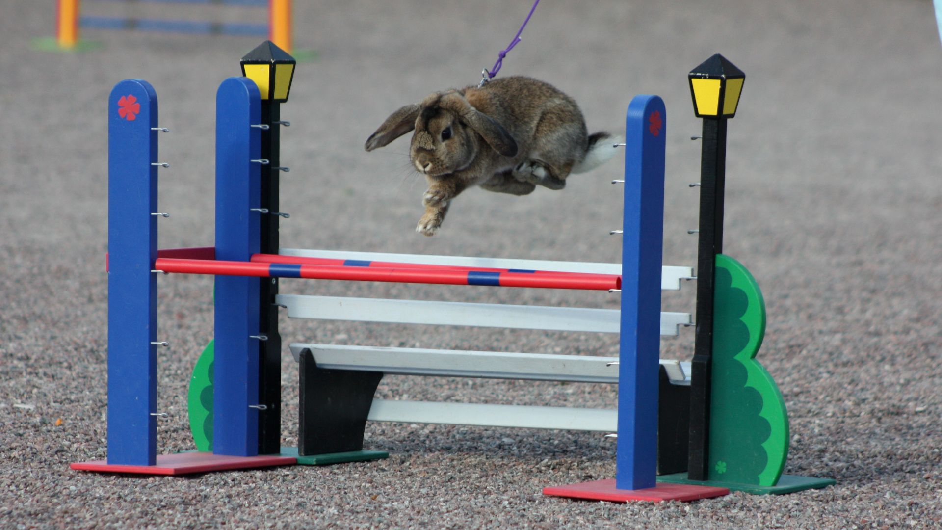 File:Rabbit Show Jumping - Easy Class.jpg