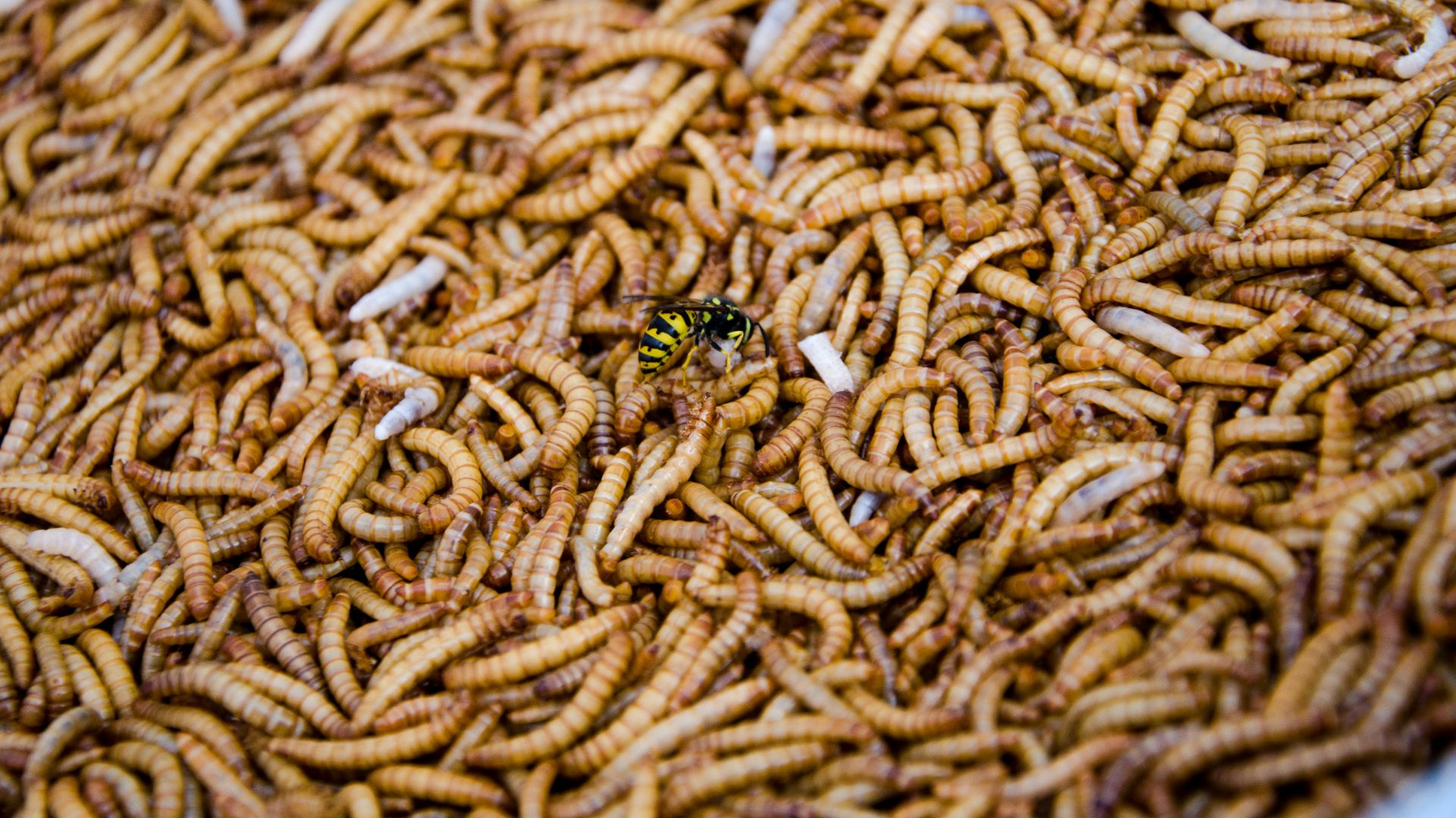 green and black insect on brown textile