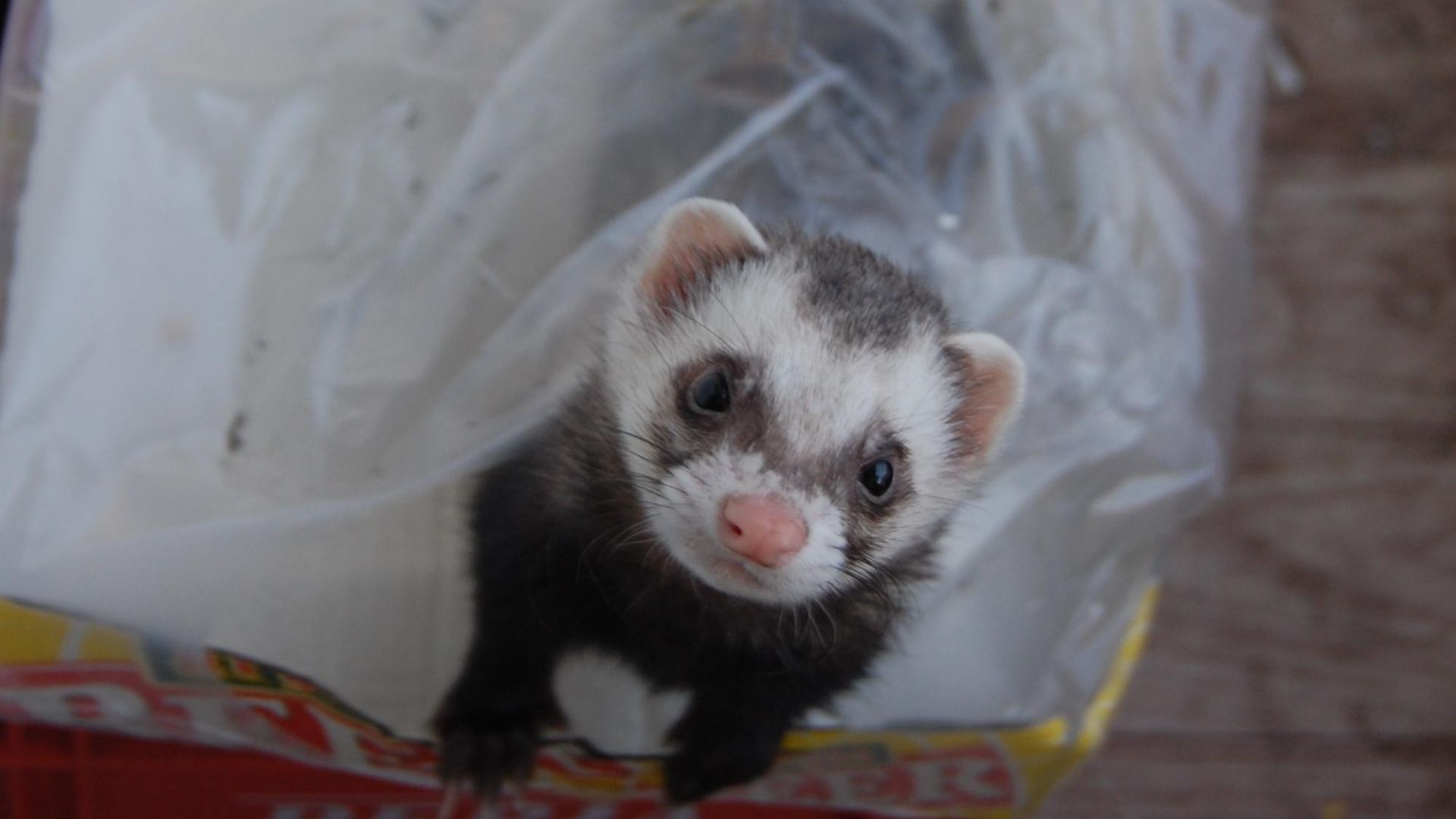 File:Mustela putorius furo - 18-10-2008.JPG