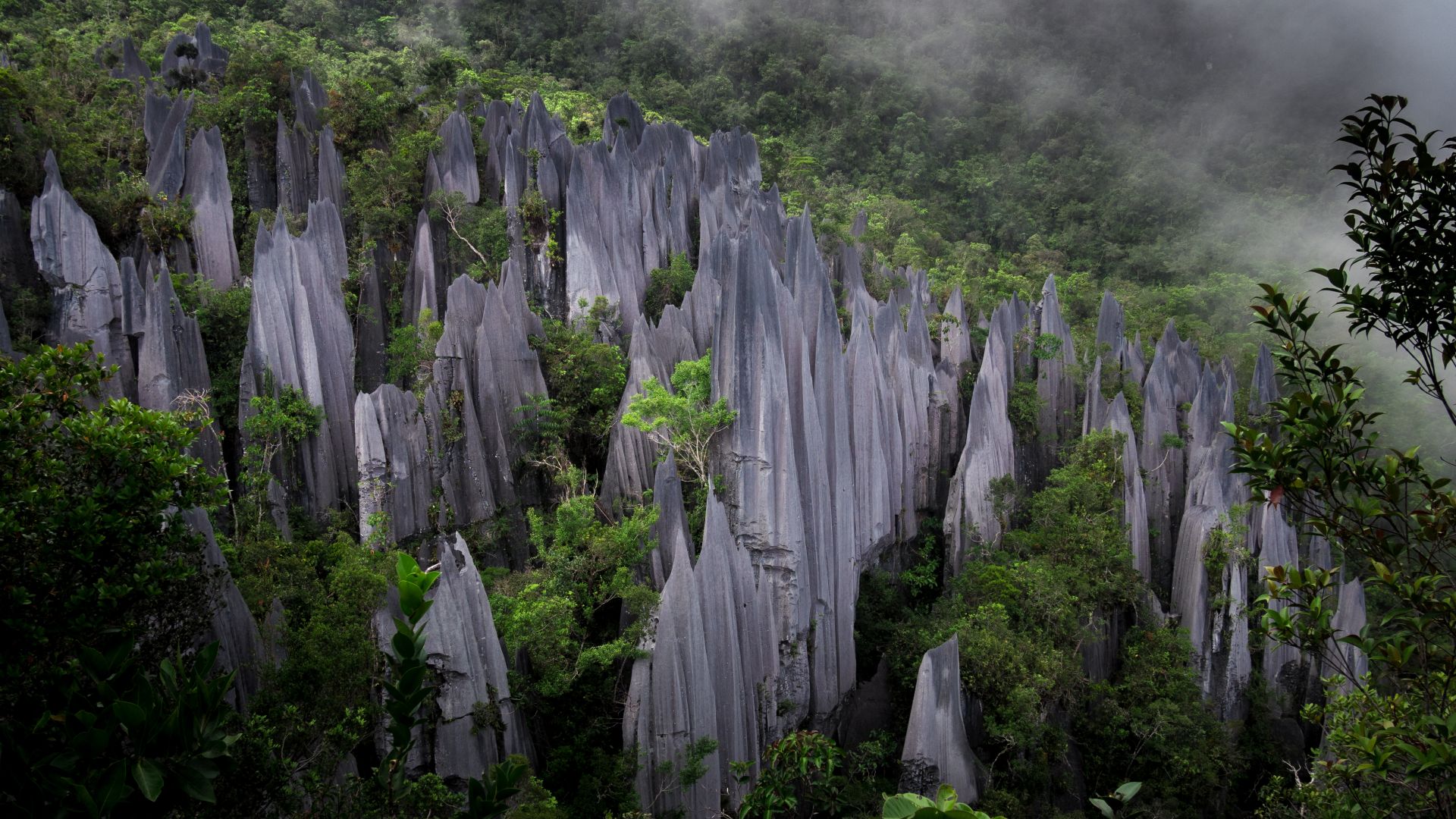 File:Mulu Pinnacles.jpg