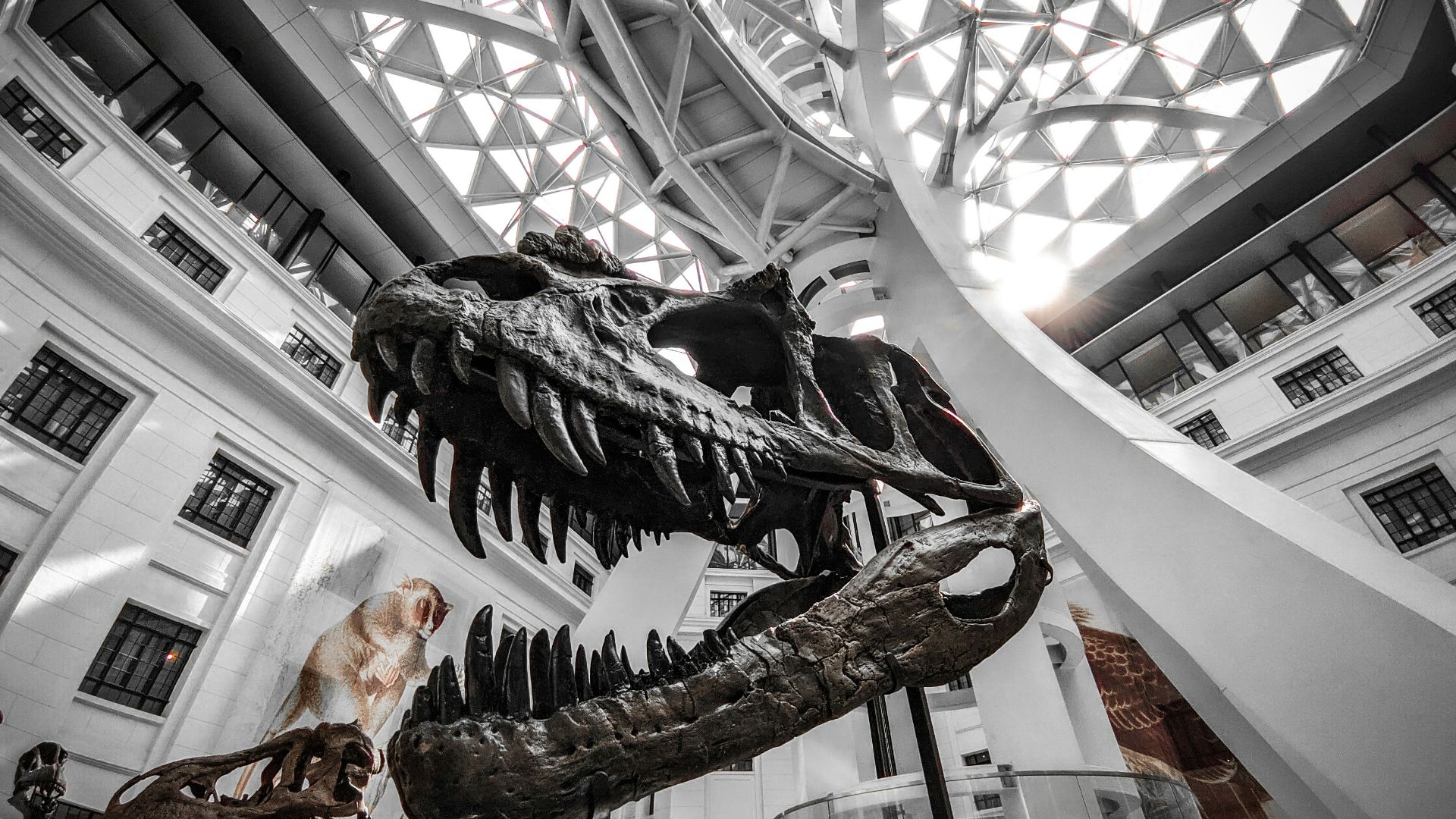 a dinosaur skeleton in a museum with a skylight