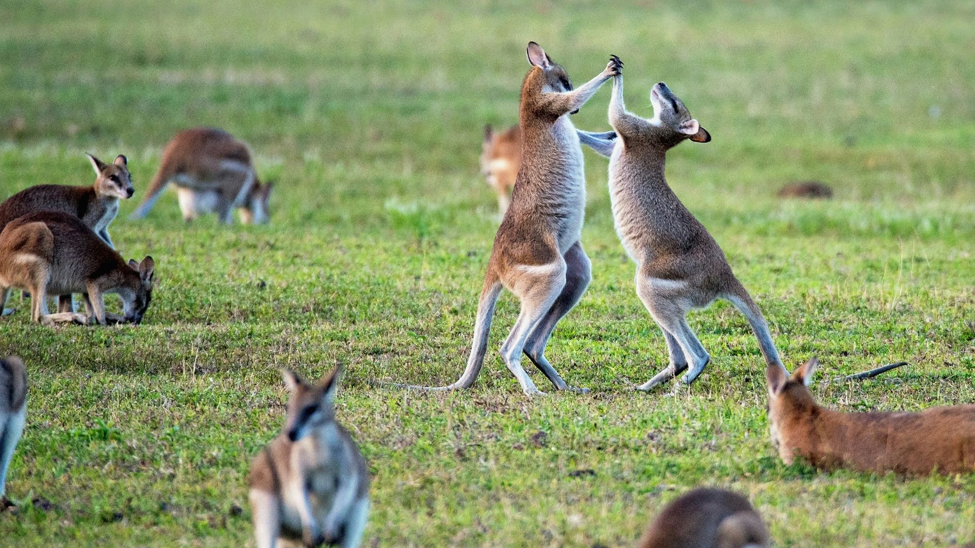 kangaroos on grass field
