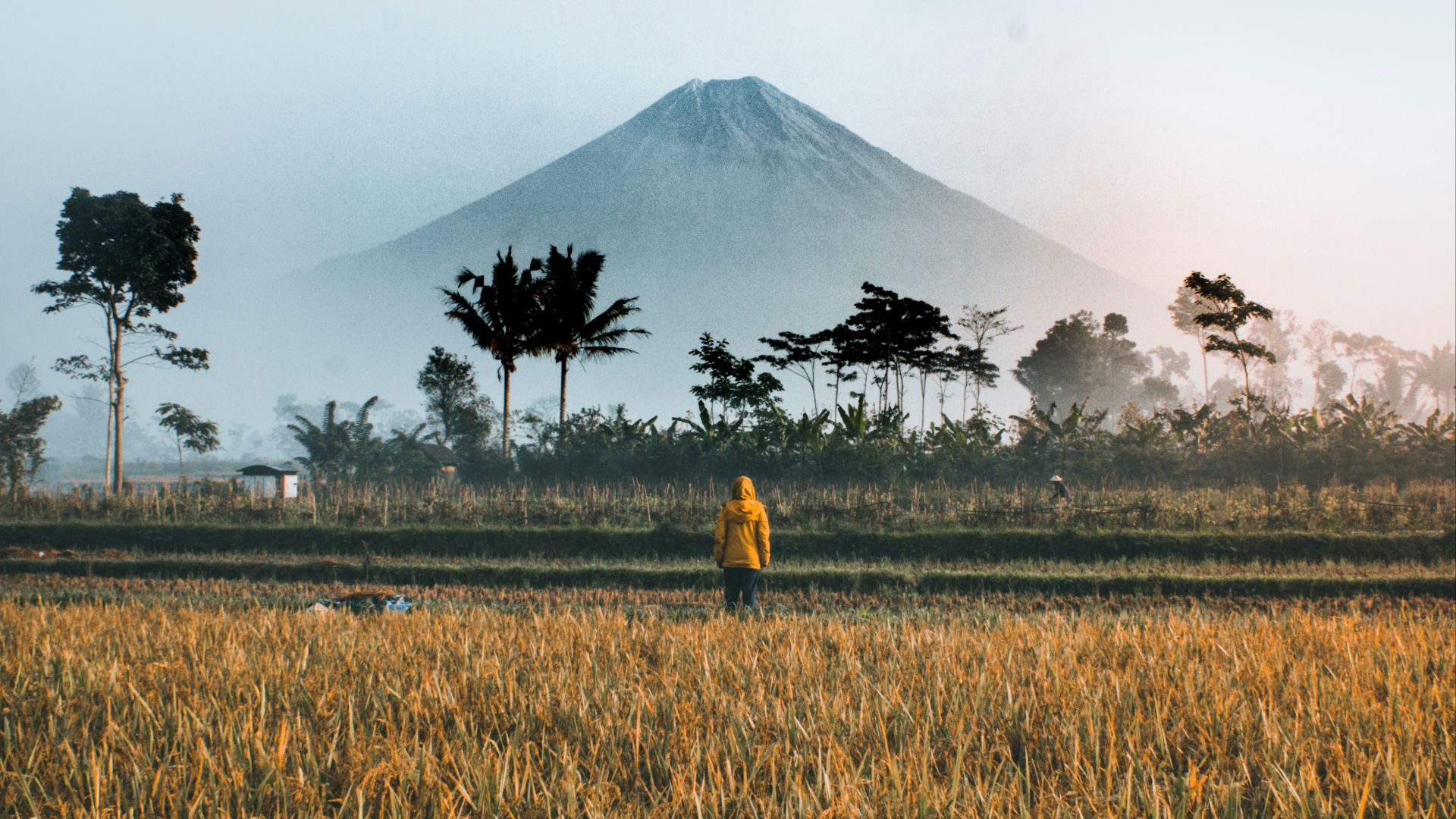 person standing on green grass field