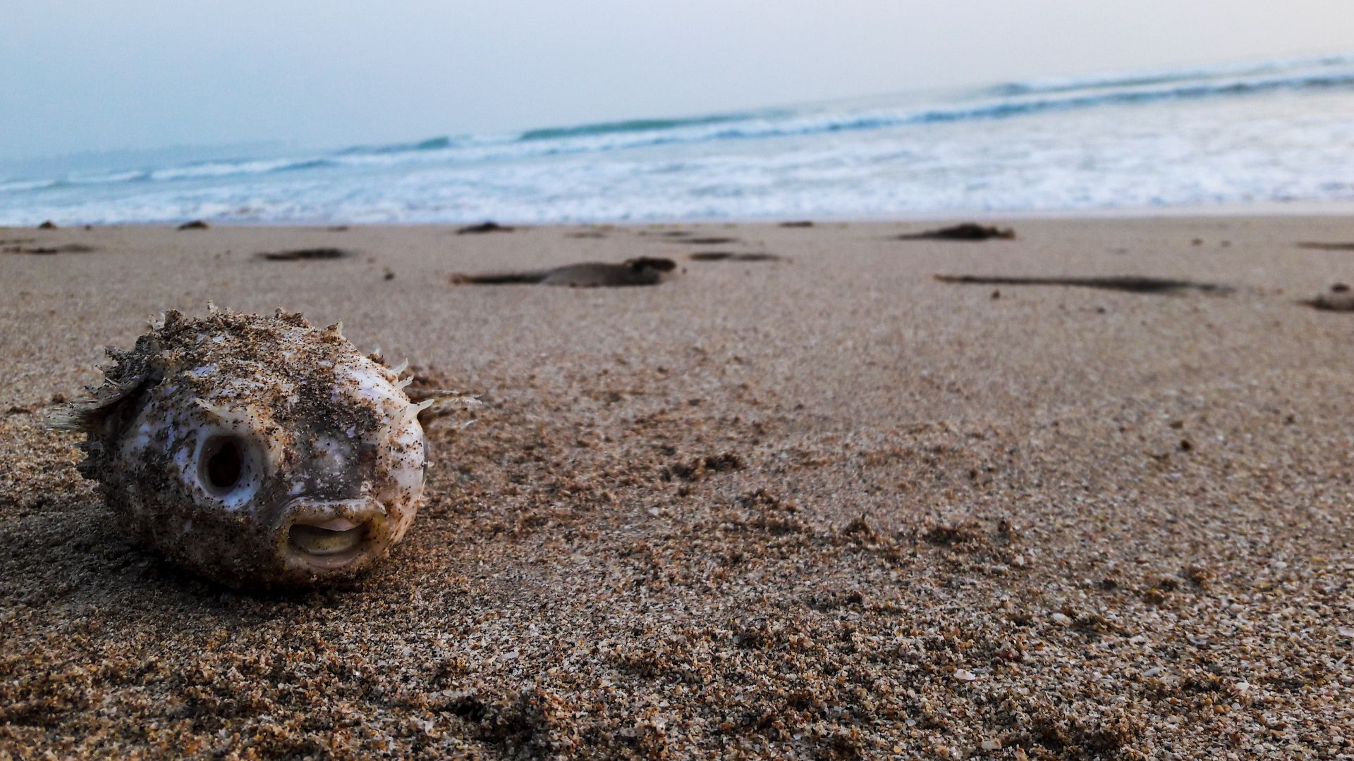 File:Puffer fish at Nilaveli, Sri lanka.jpg