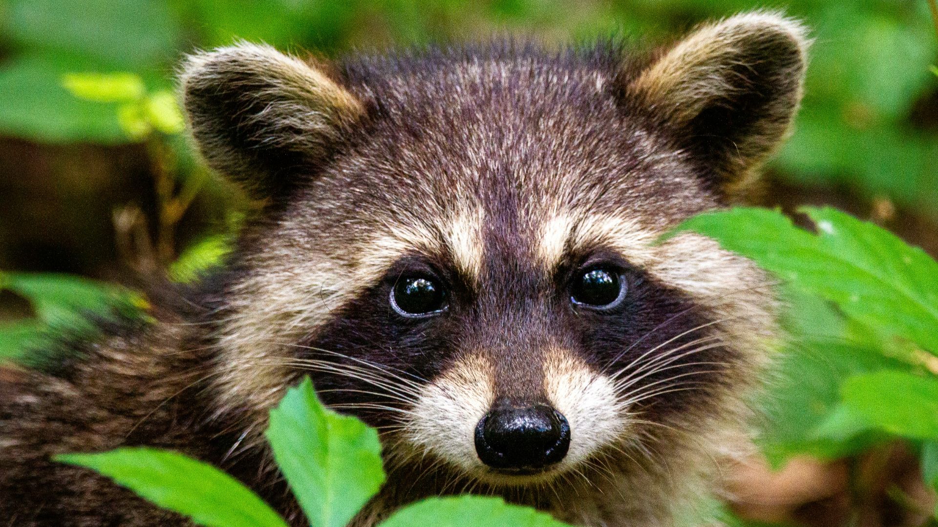 black and white animal on green grass during daytime