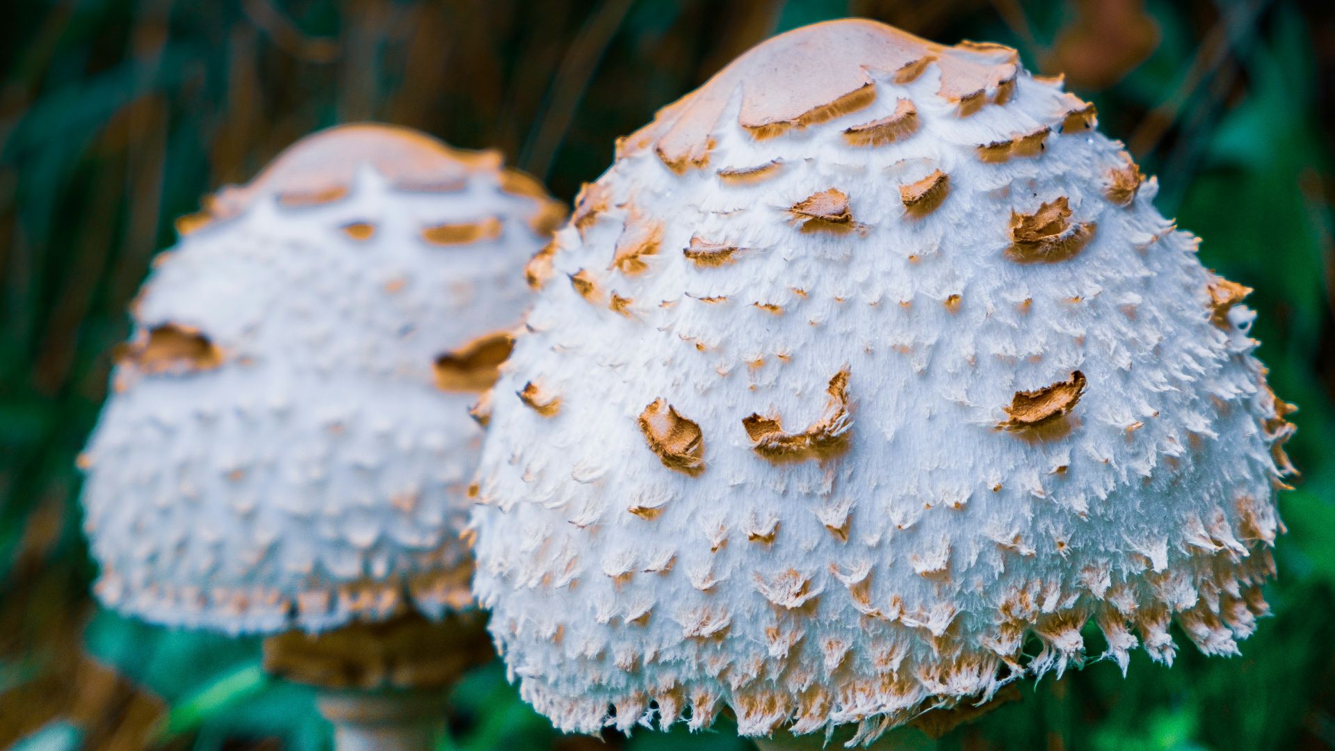 white and brown mushroom in close up photography