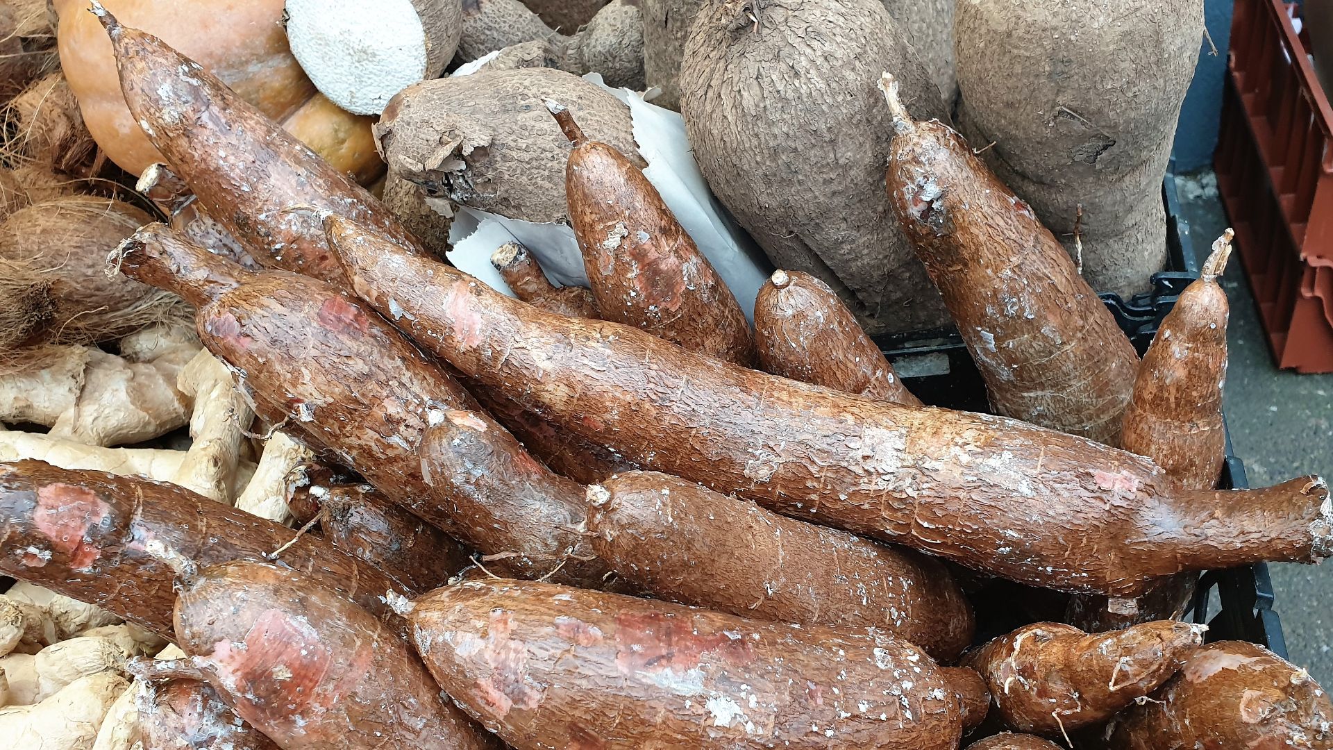 File:Malpighiales - Manihot esculenta - 1.jpg