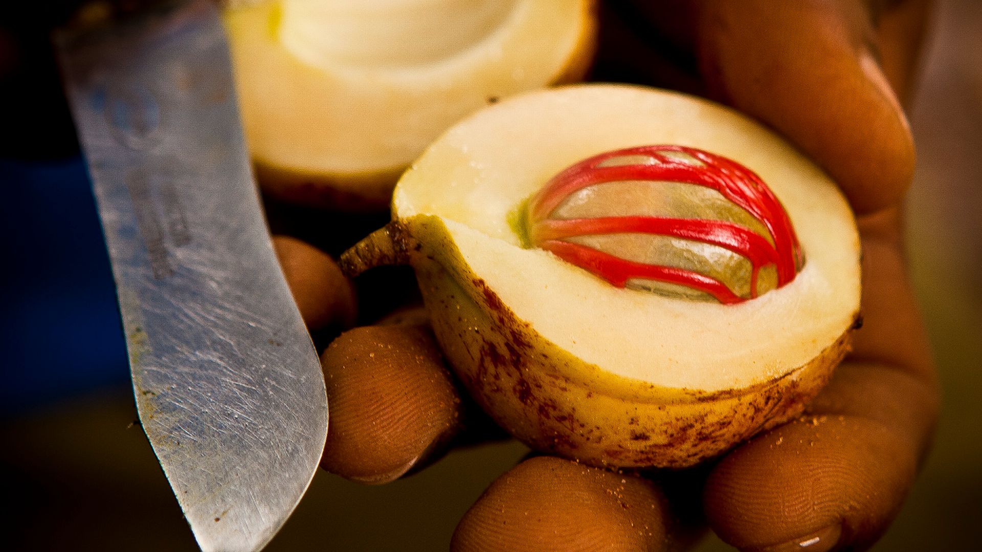 File:Nutmeg ready.jpg