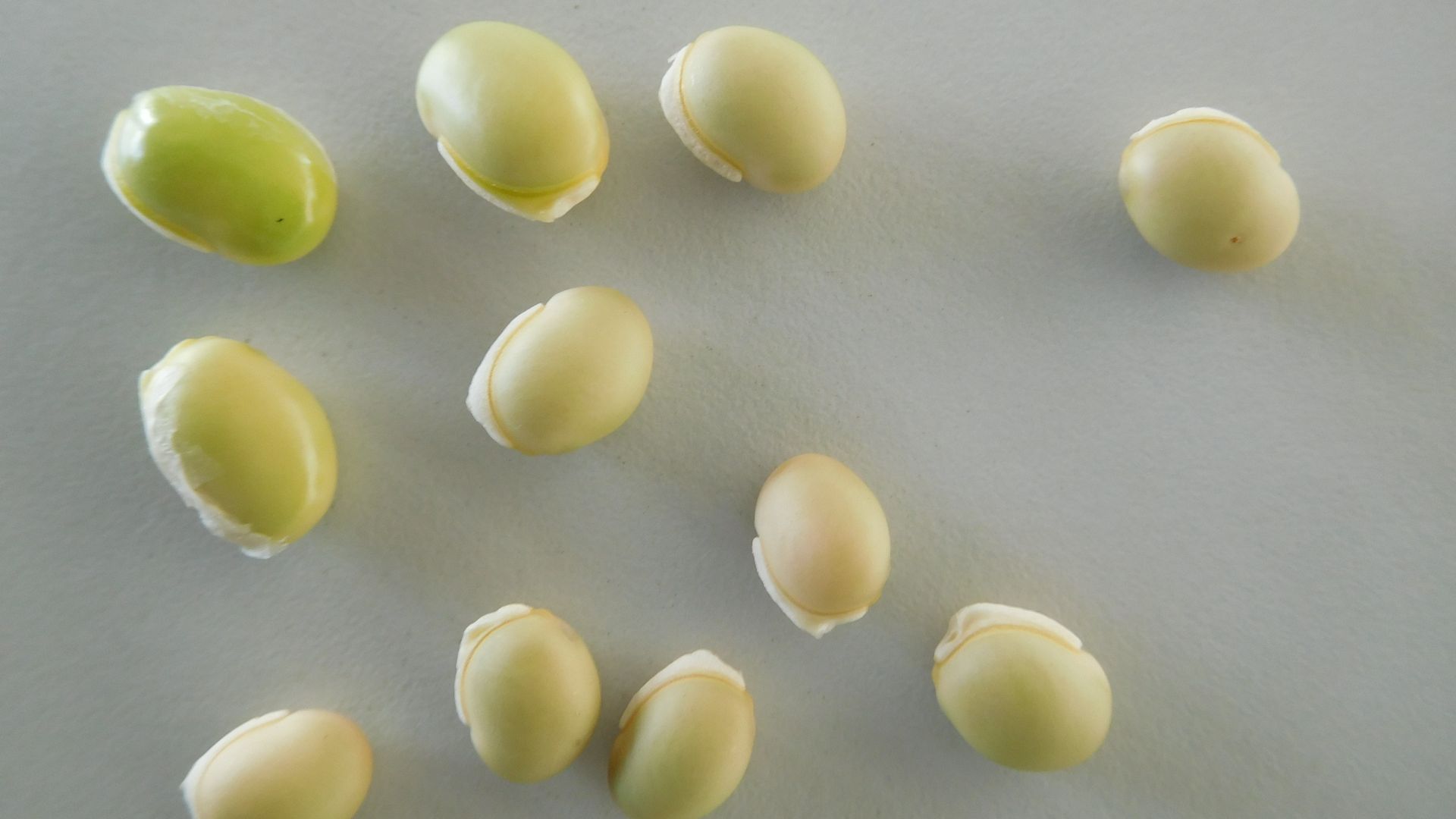 File:Phaseolus lunatus (seeds).jpg