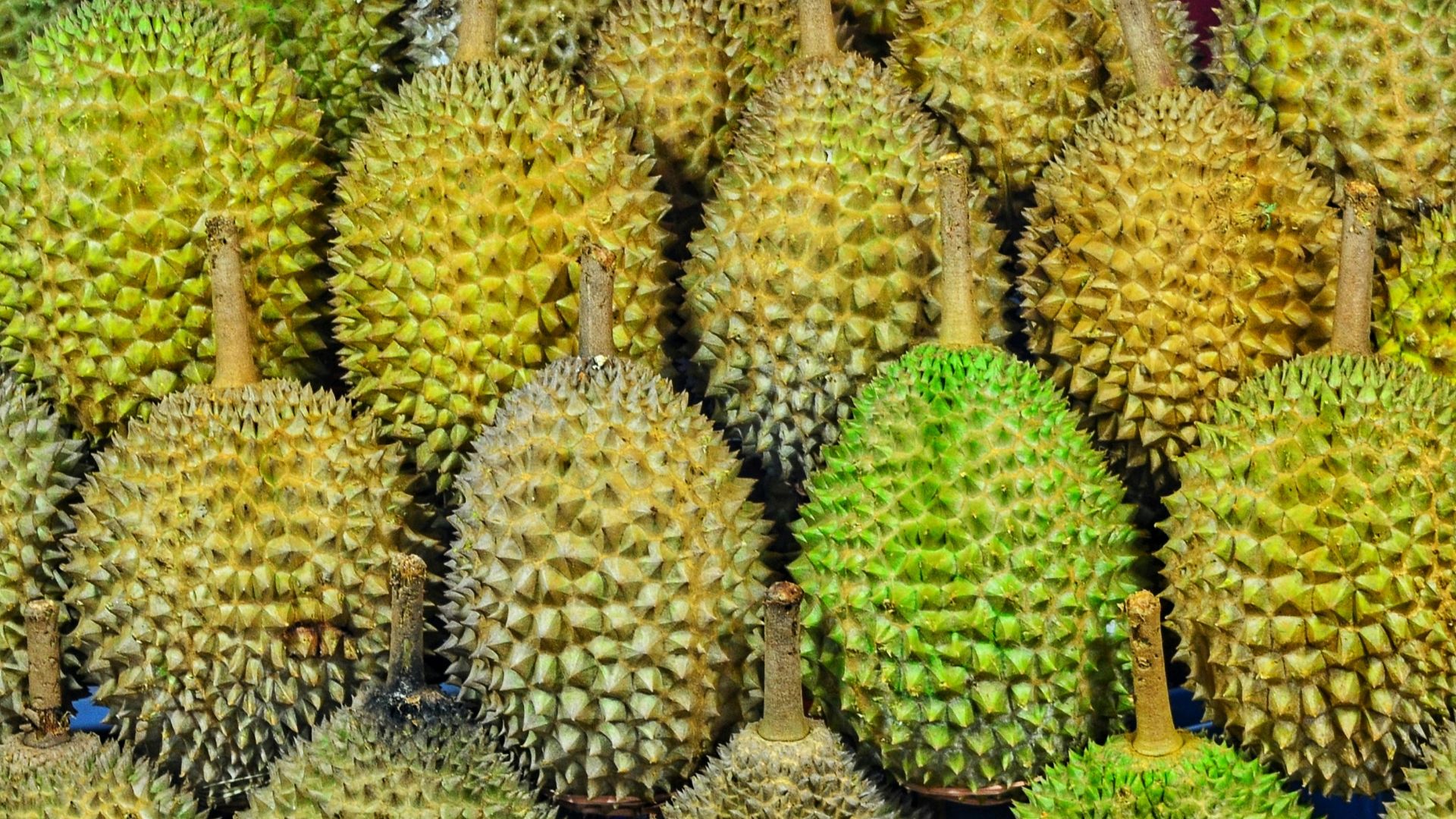 durian fruits