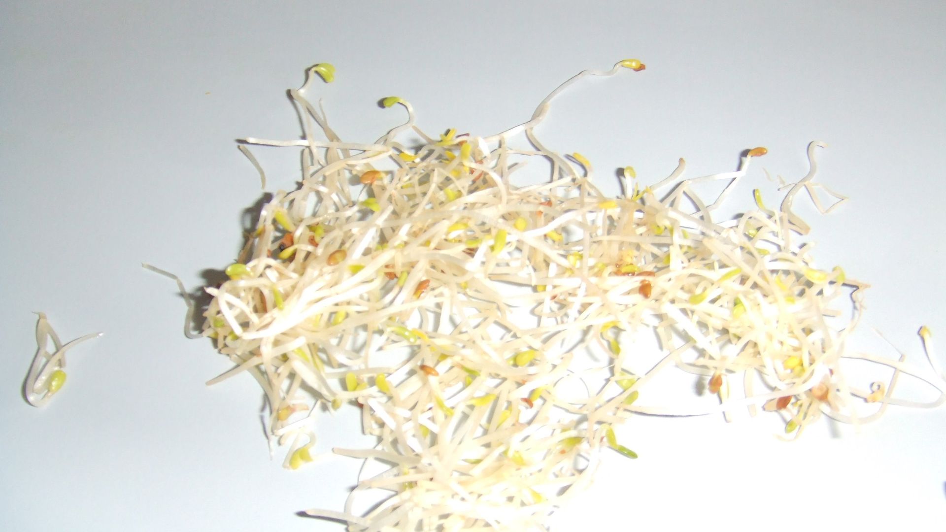 File:Medicago sativa (alfalfa).jpg