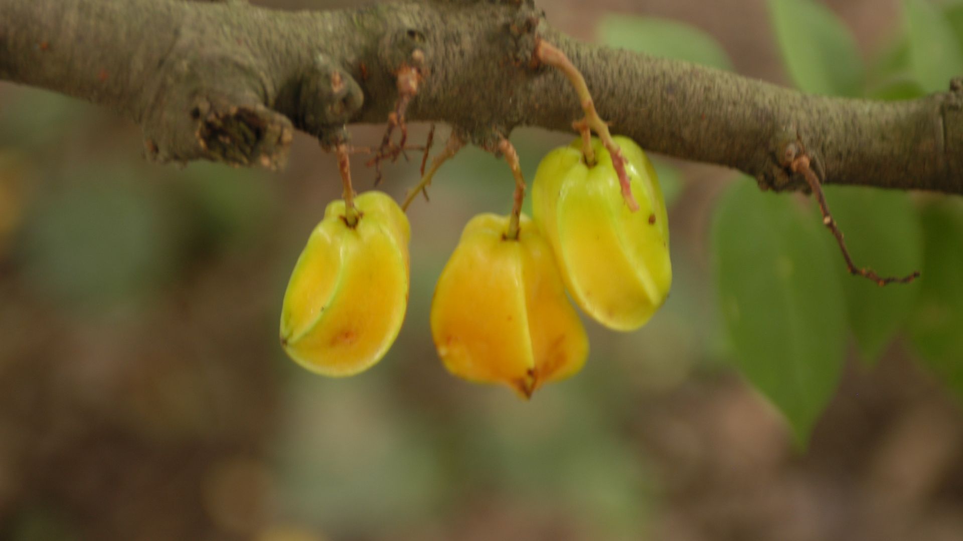 File:Averrhoa carambola fruits01.jpg