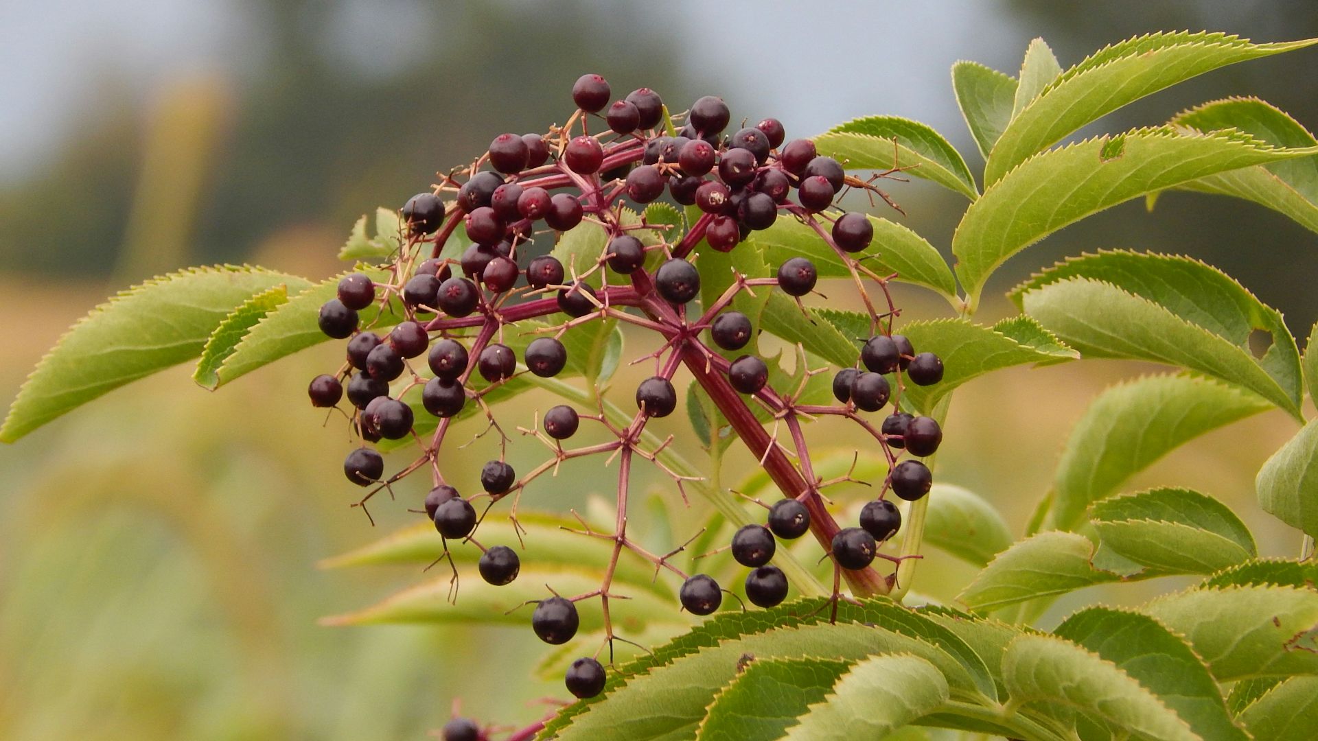 a close up of a plant with berries on it
