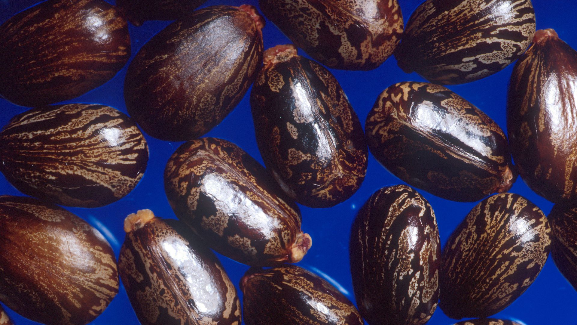 File:Castor beans.jpg