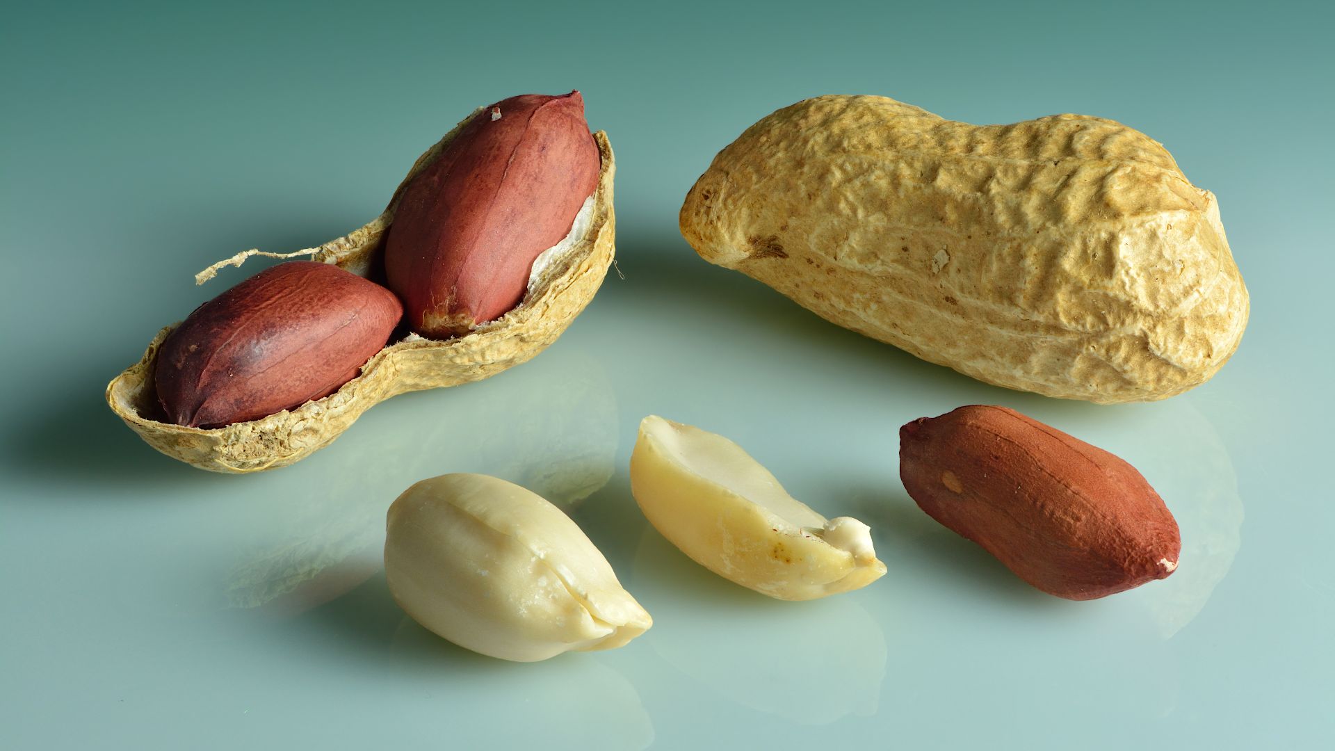 File:Peanuts (Arachis hypogaea) - in shell, shell cracked open, shelled, peeled.jpg