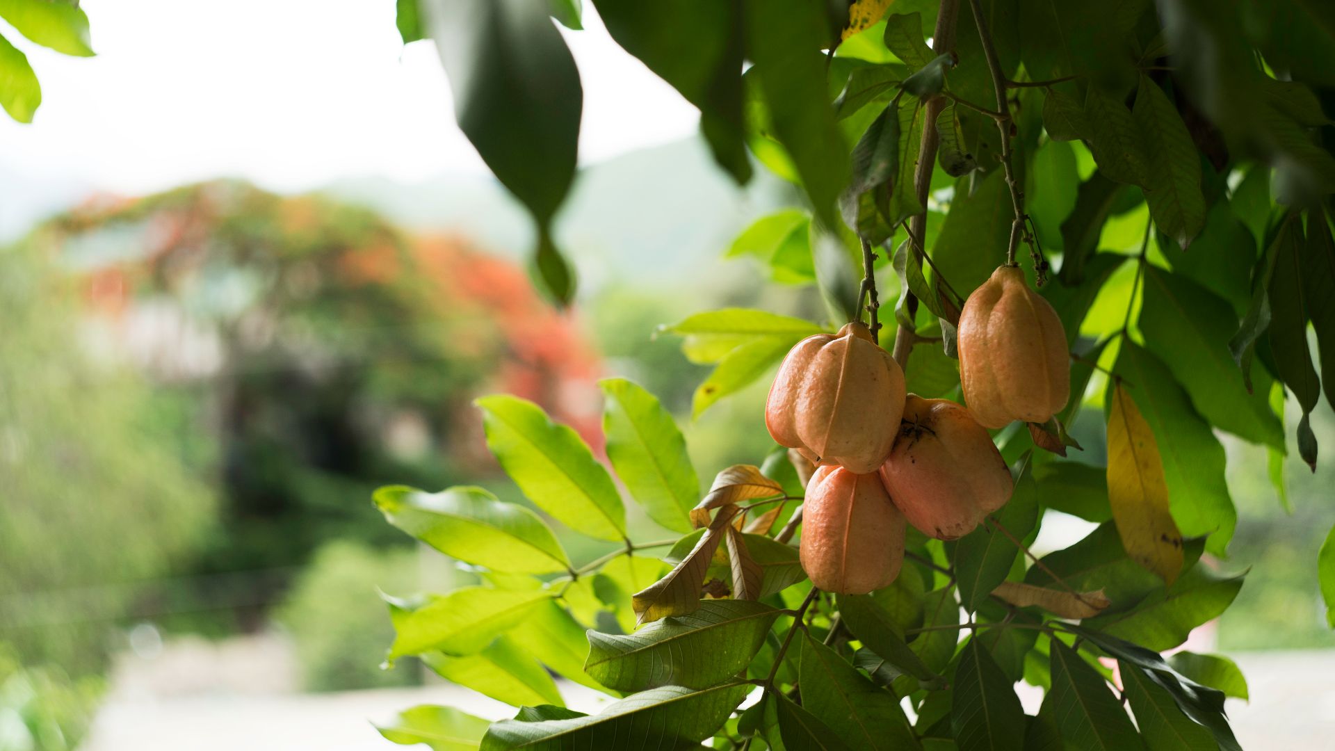 brown and green leaves during daytime