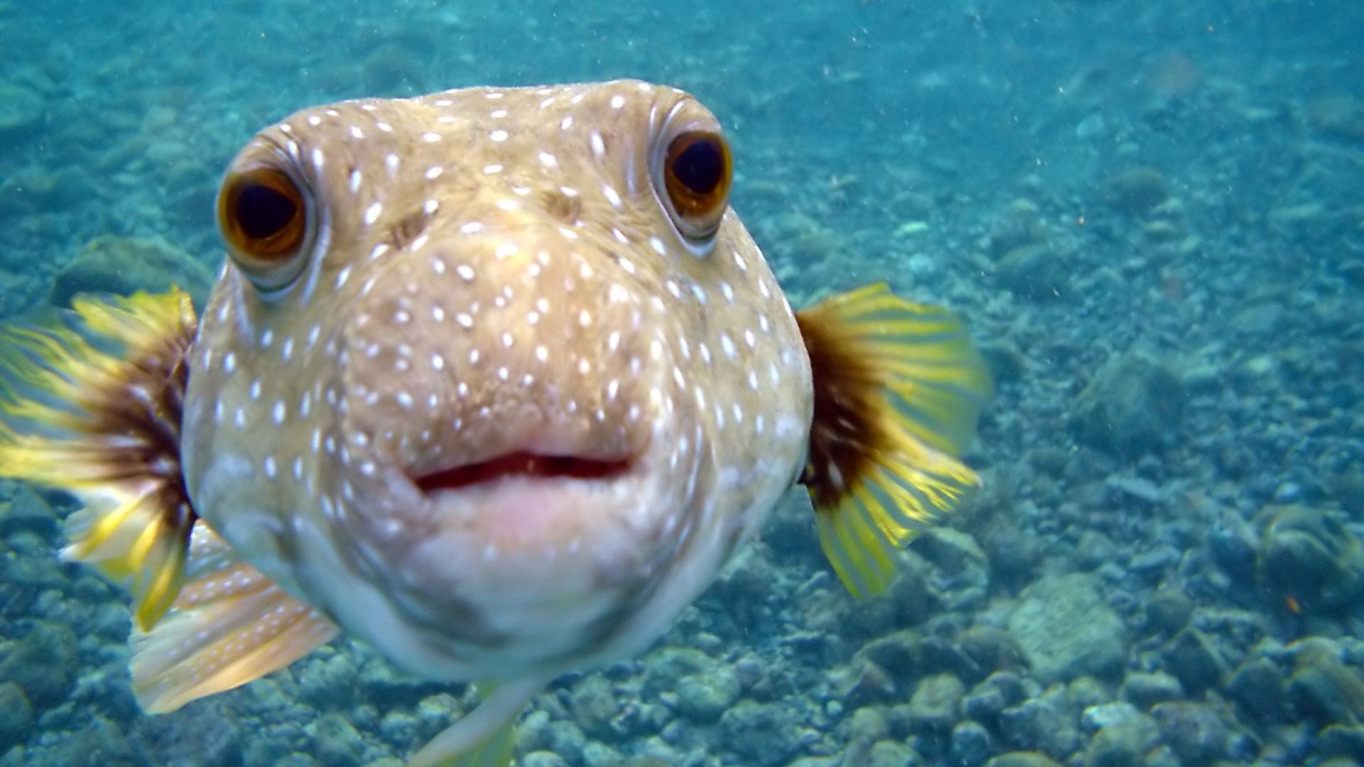 File:Arothron hispidus is kissing my camera at Big Island of Hawaii.jpg