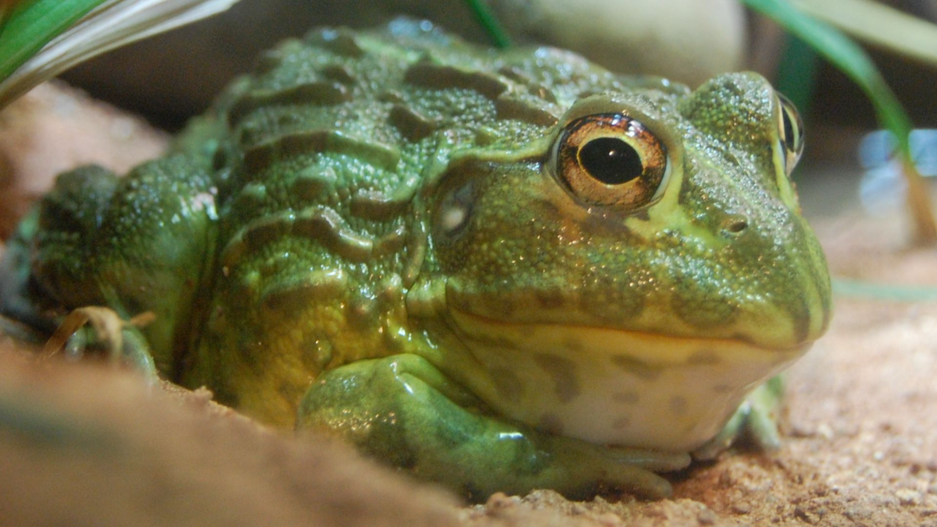 File:Pyxicephalus adspersus, Boston Aquarium.jpg