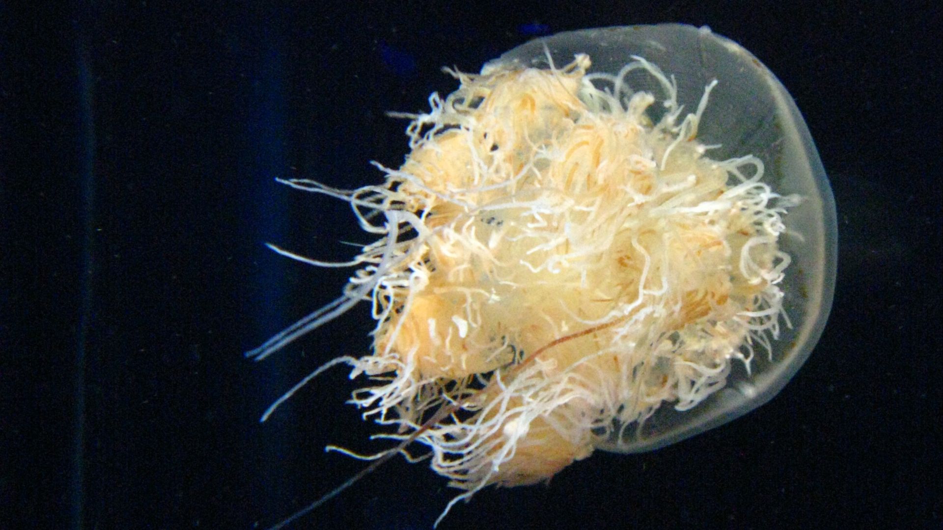 File:Nemopilema nomurai1.jpg