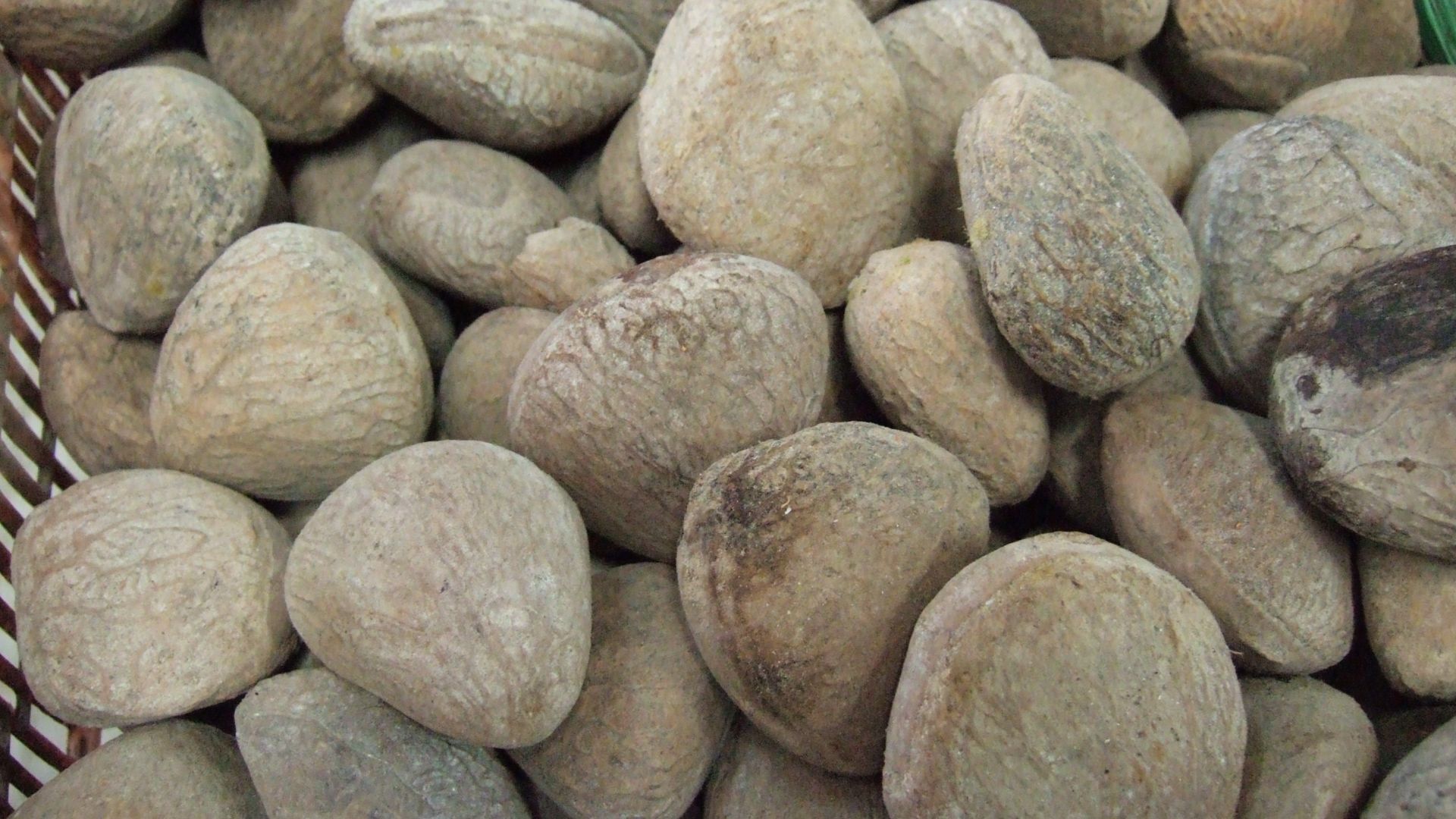 File:Pangium edule seeds.JPG