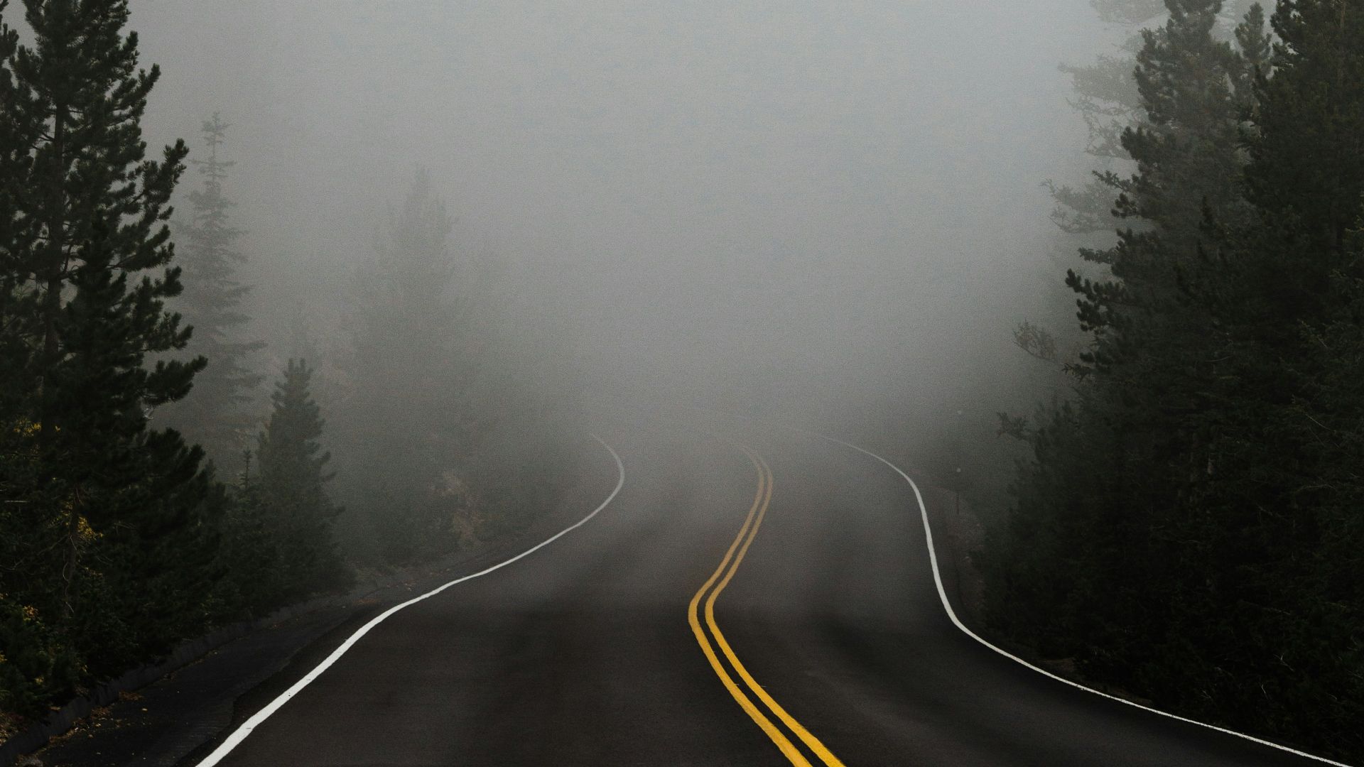 empty road surrounded with trees with fog