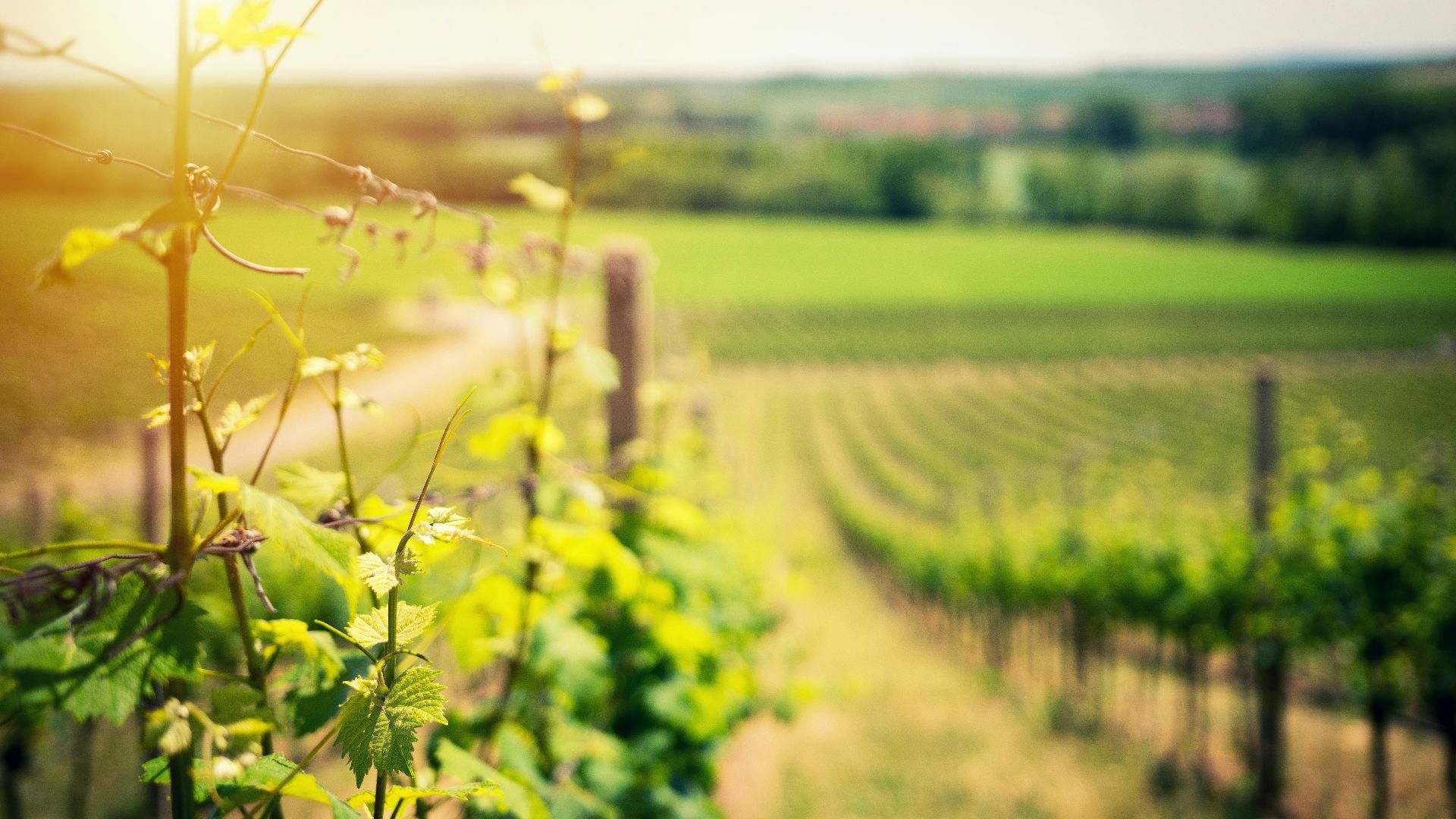 selective focus of green leafed plant