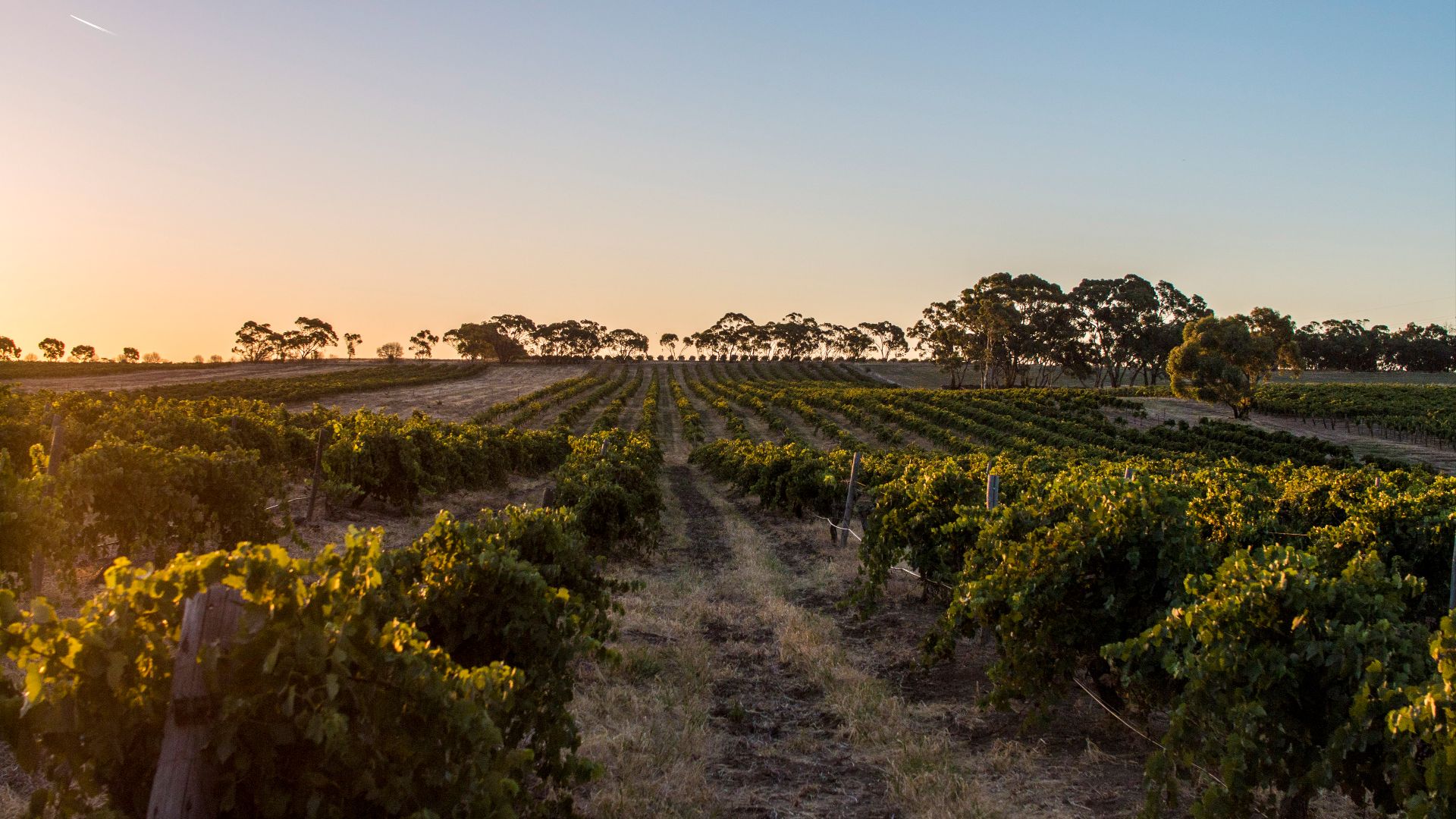 File:Barossa Valley 21.jpg