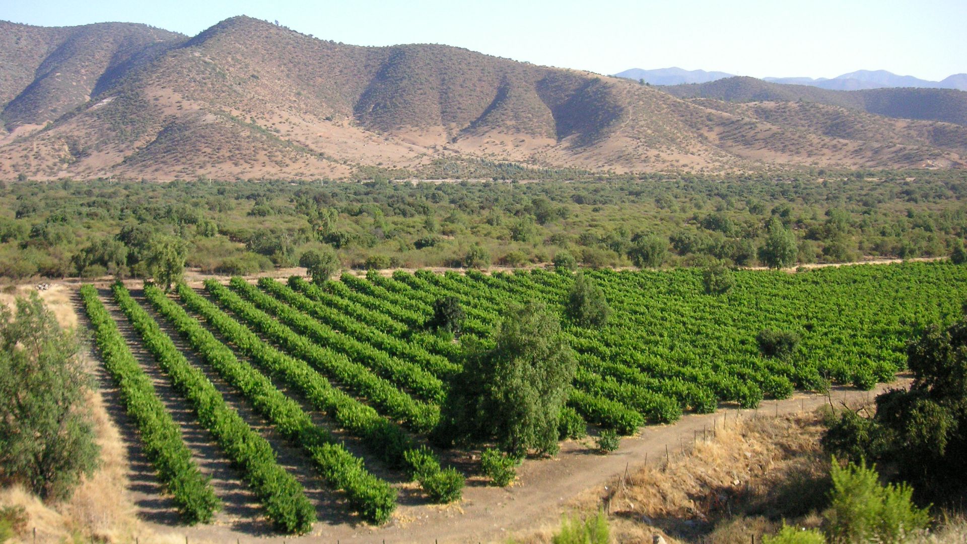 File:Chilean vineyard in Andes foothills.jpg