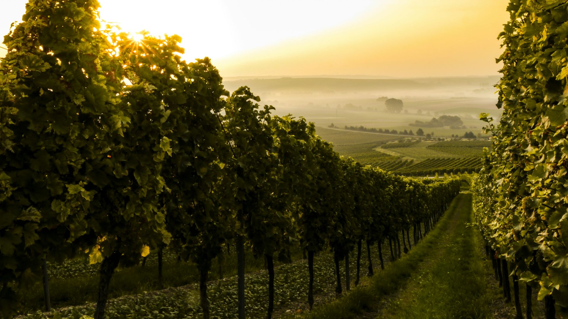 green trees during daytime