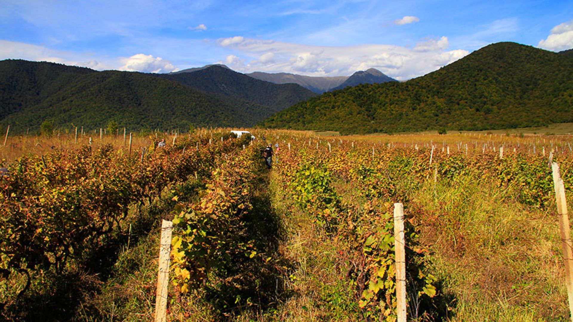 File:Kakheti, Georgia — Georgian vineyards.jpg