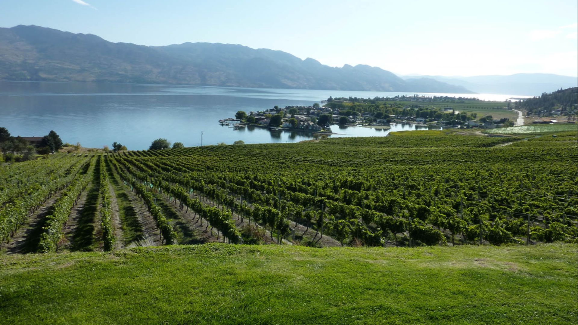 File:Kelowna Vineyard overlooking Okanagan Lake.jpg