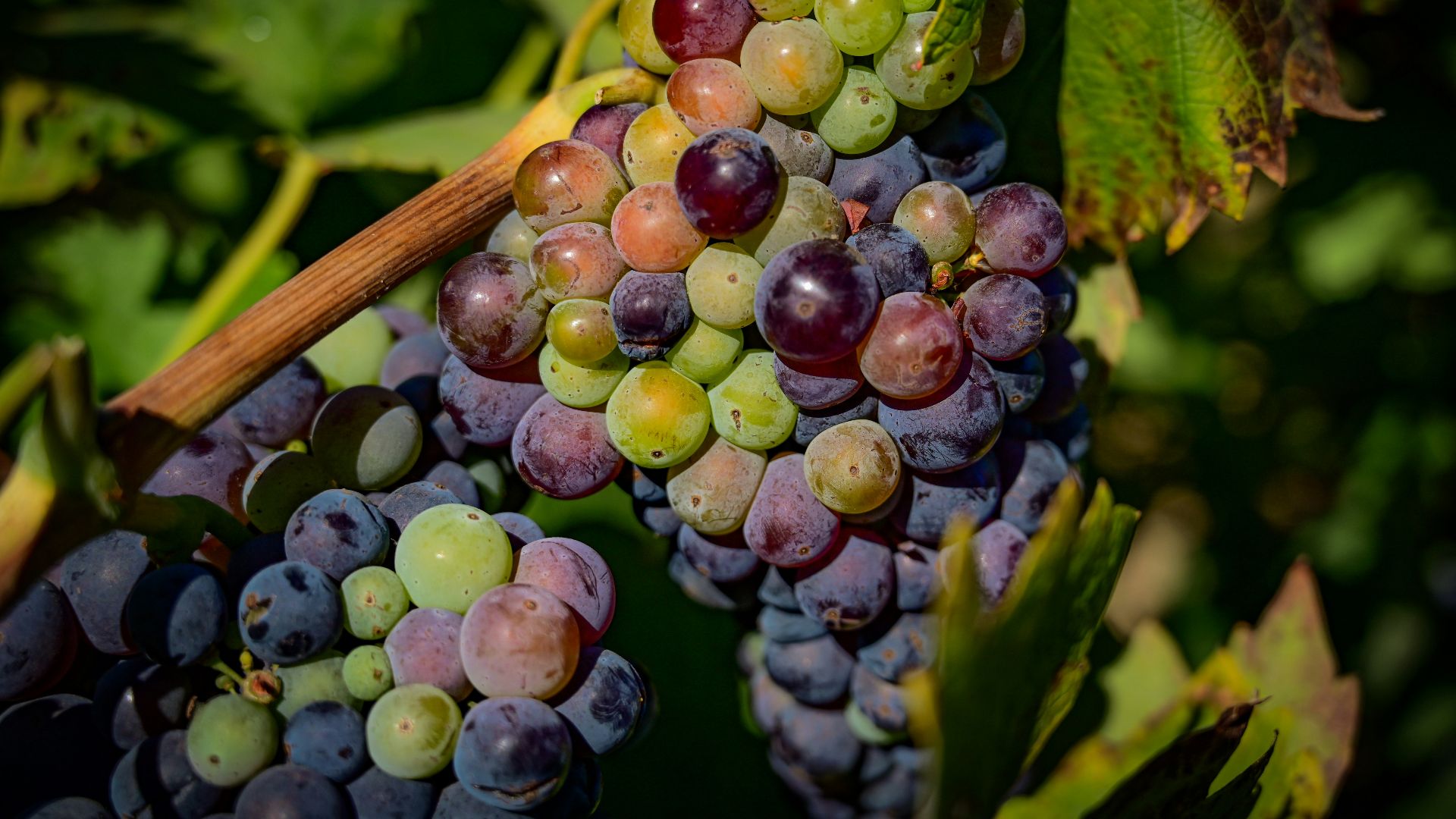 purple grapes on brown stem