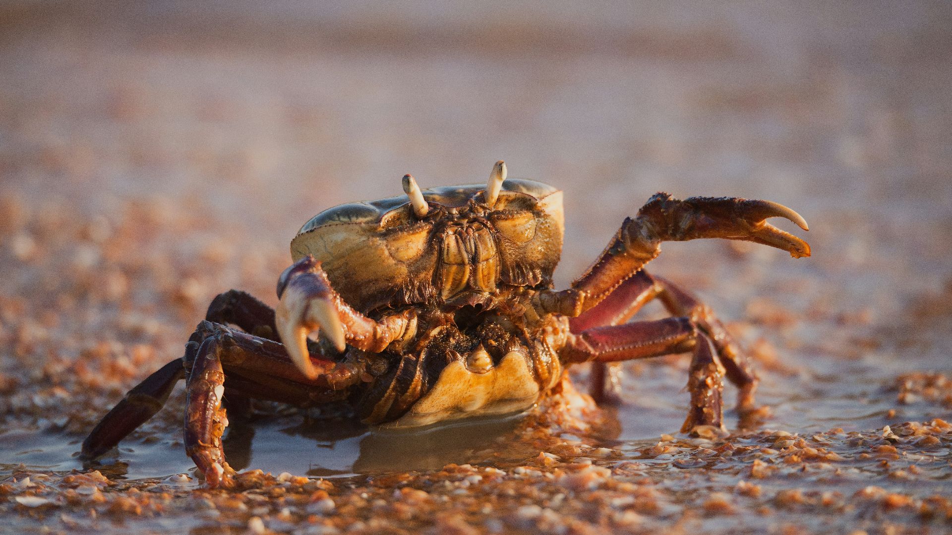 brown crab on body of water