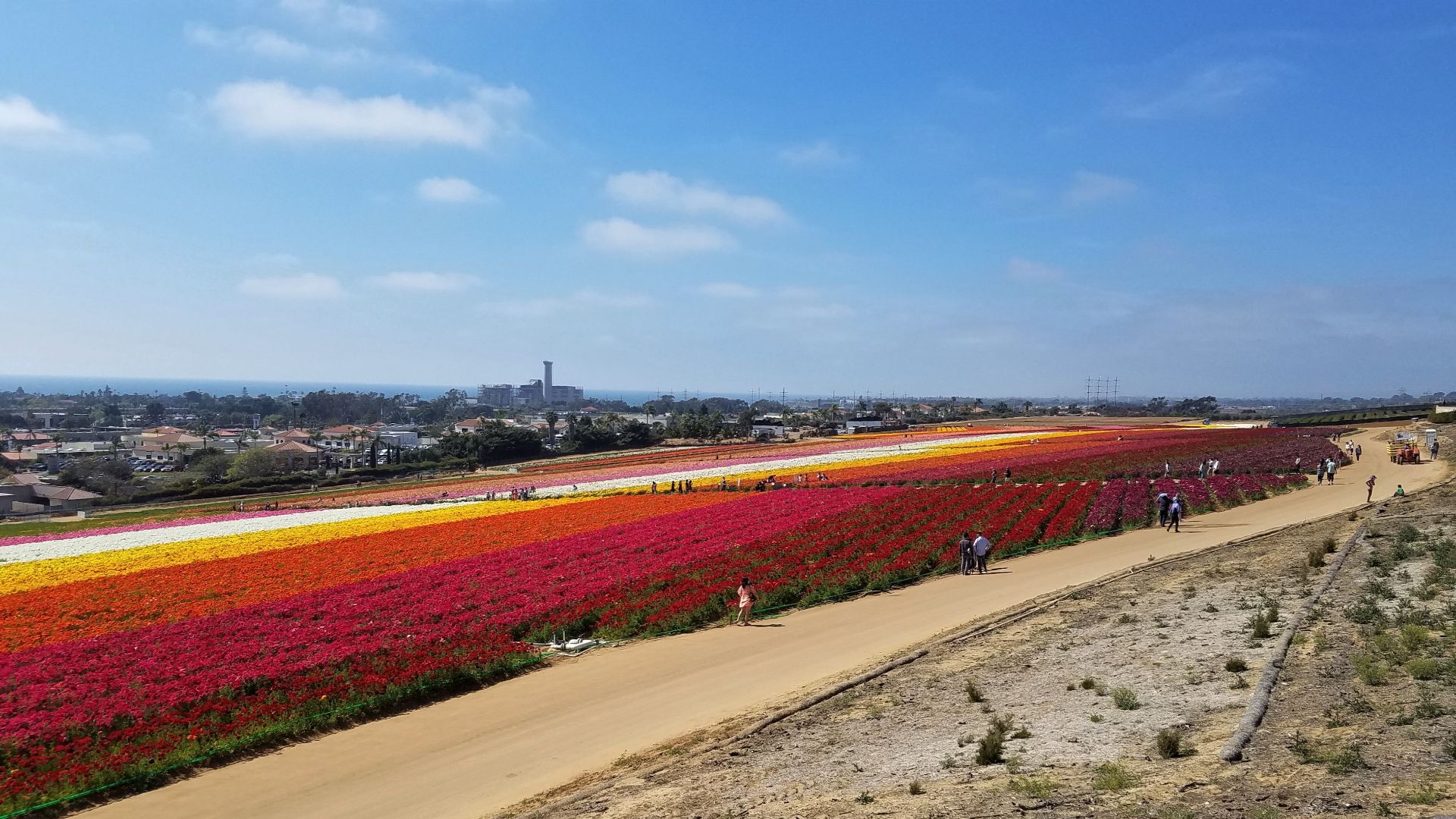File:Amazing Color , Flower Fields of Carlsbad, California (51099840431).jpg