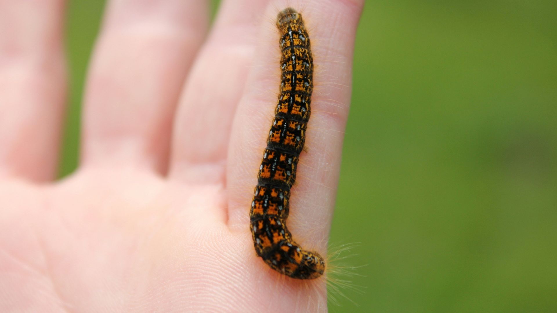 black and orange caterpillar on person's hand