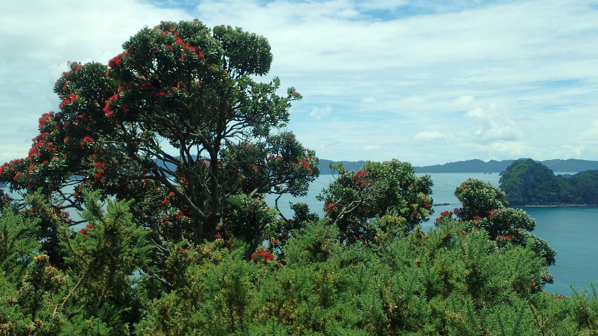 File:Metrosideros excelsa kz14.jpg