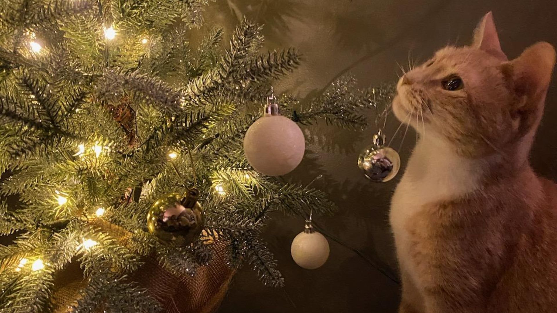 File:Christmas Cat 0526.jpg
