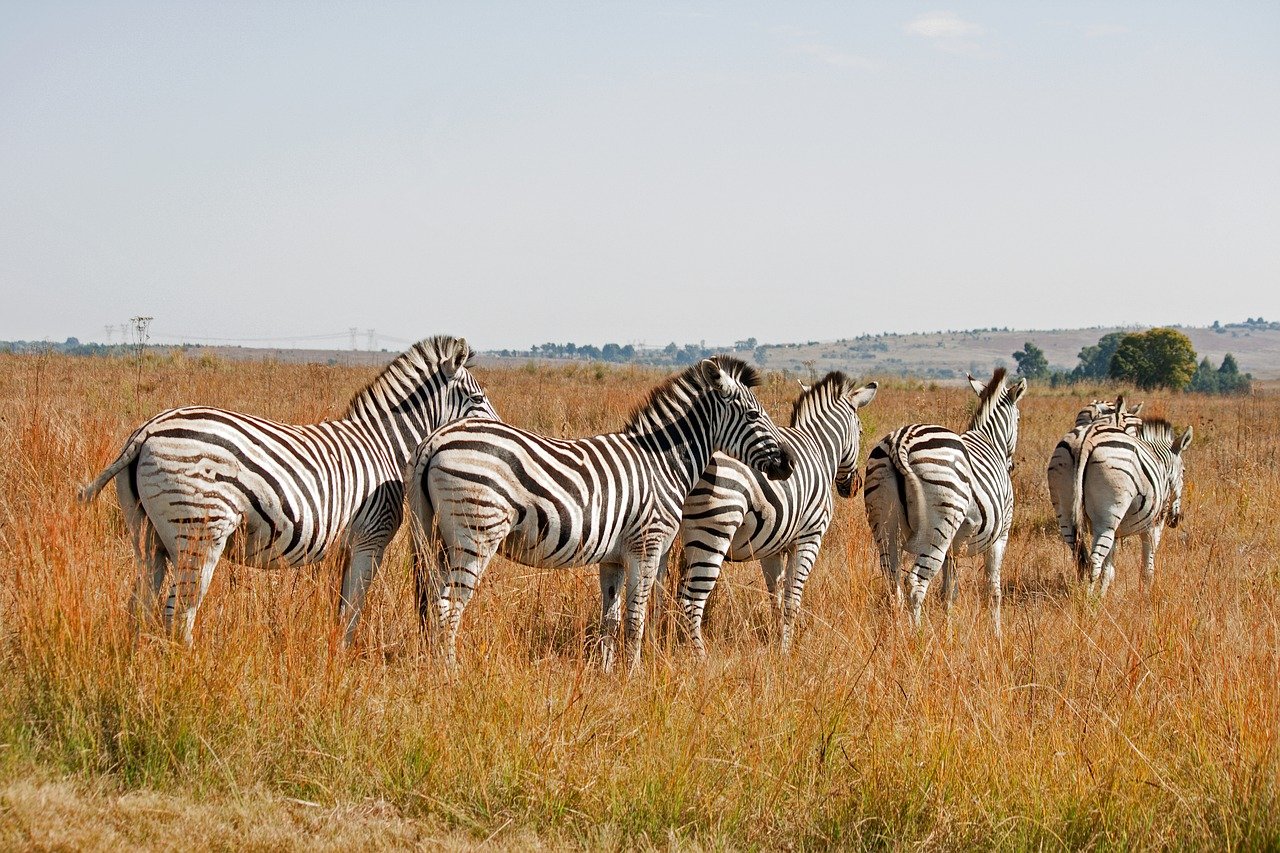 zebras-8403717_1280.jpg
