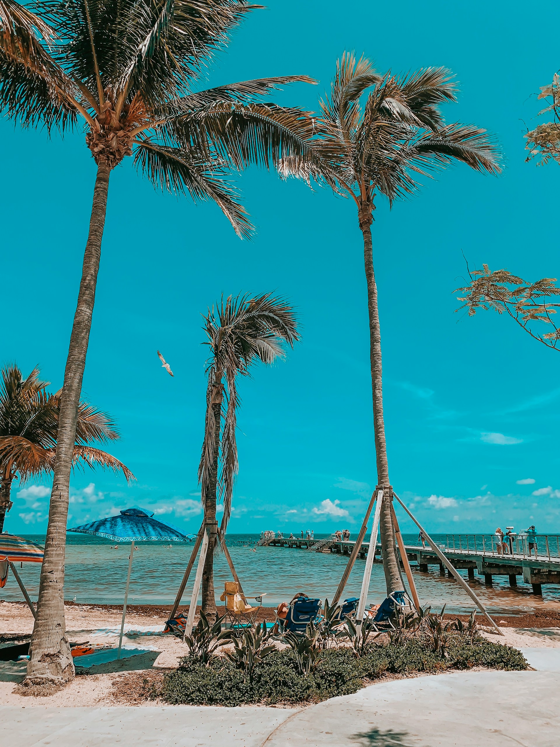 Domenick-Dibenedetto-Reis- N1R8Sc4Mag-Unsplash